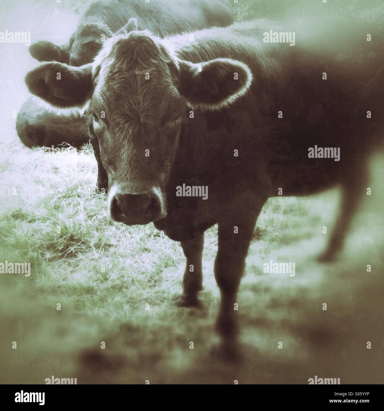 Vache de bovins de boucherie - Image de stock capturée avec un smartphone