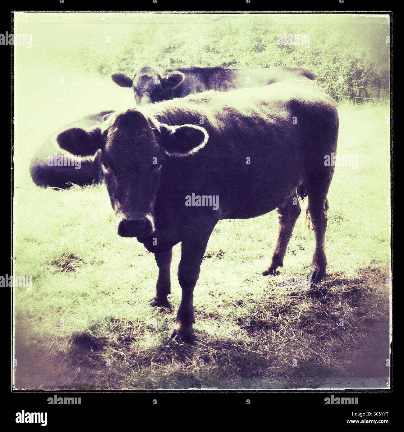 Vaches dans un champ - Image de stock capturée avec un smartphone