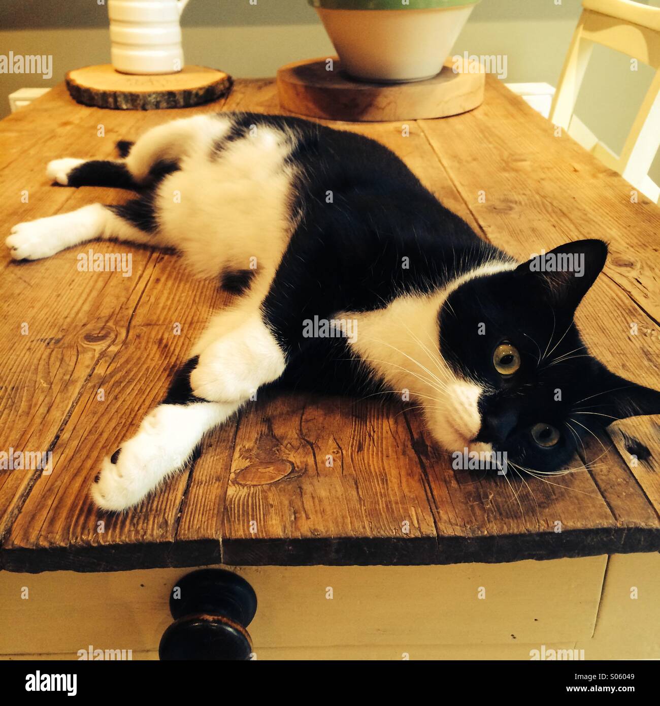 Chat sur table de cuisine Banque D'Images