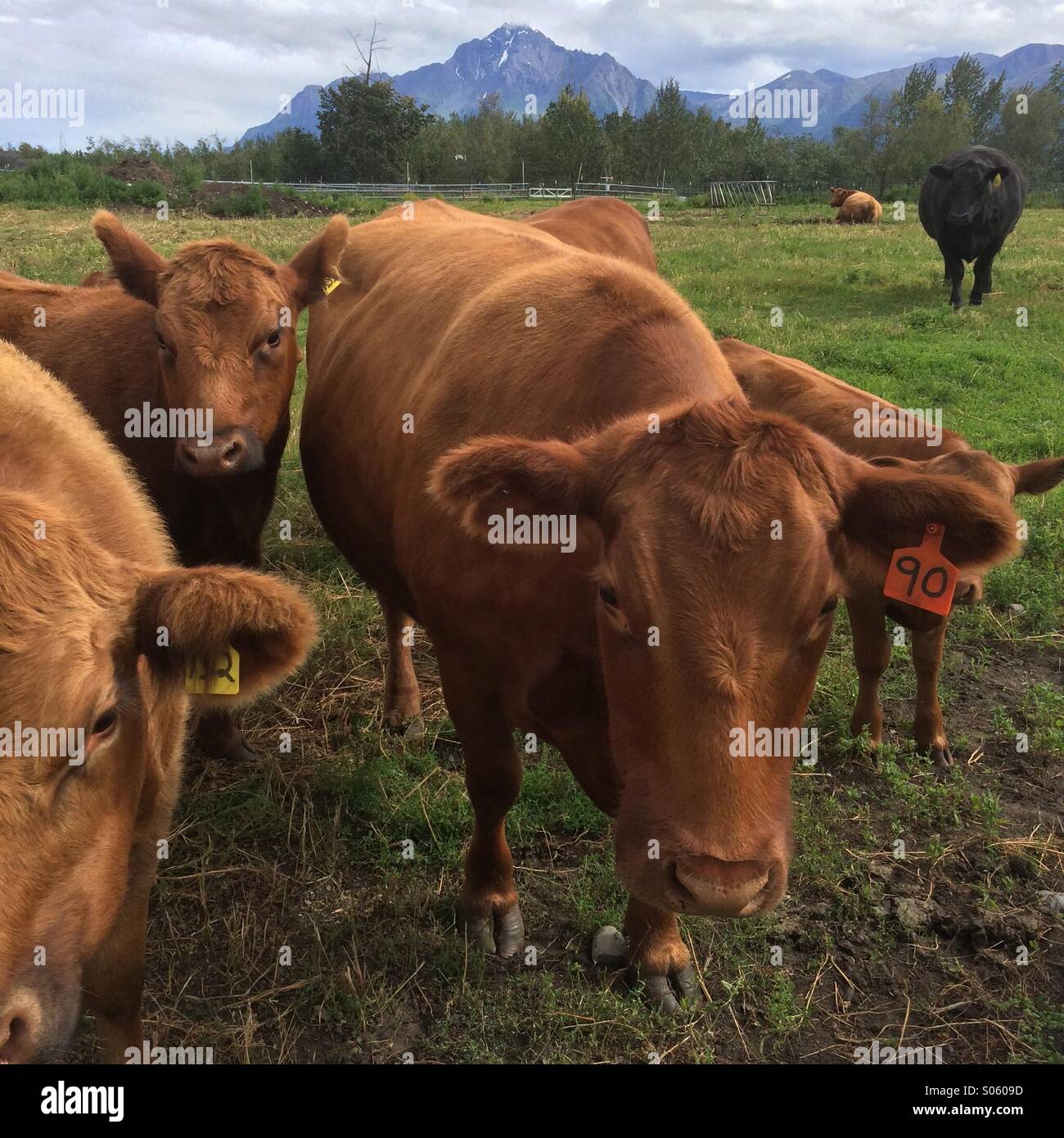 Les bovins de boucherie. Palmer Alaska - Image de stock capturée avec un smartphone