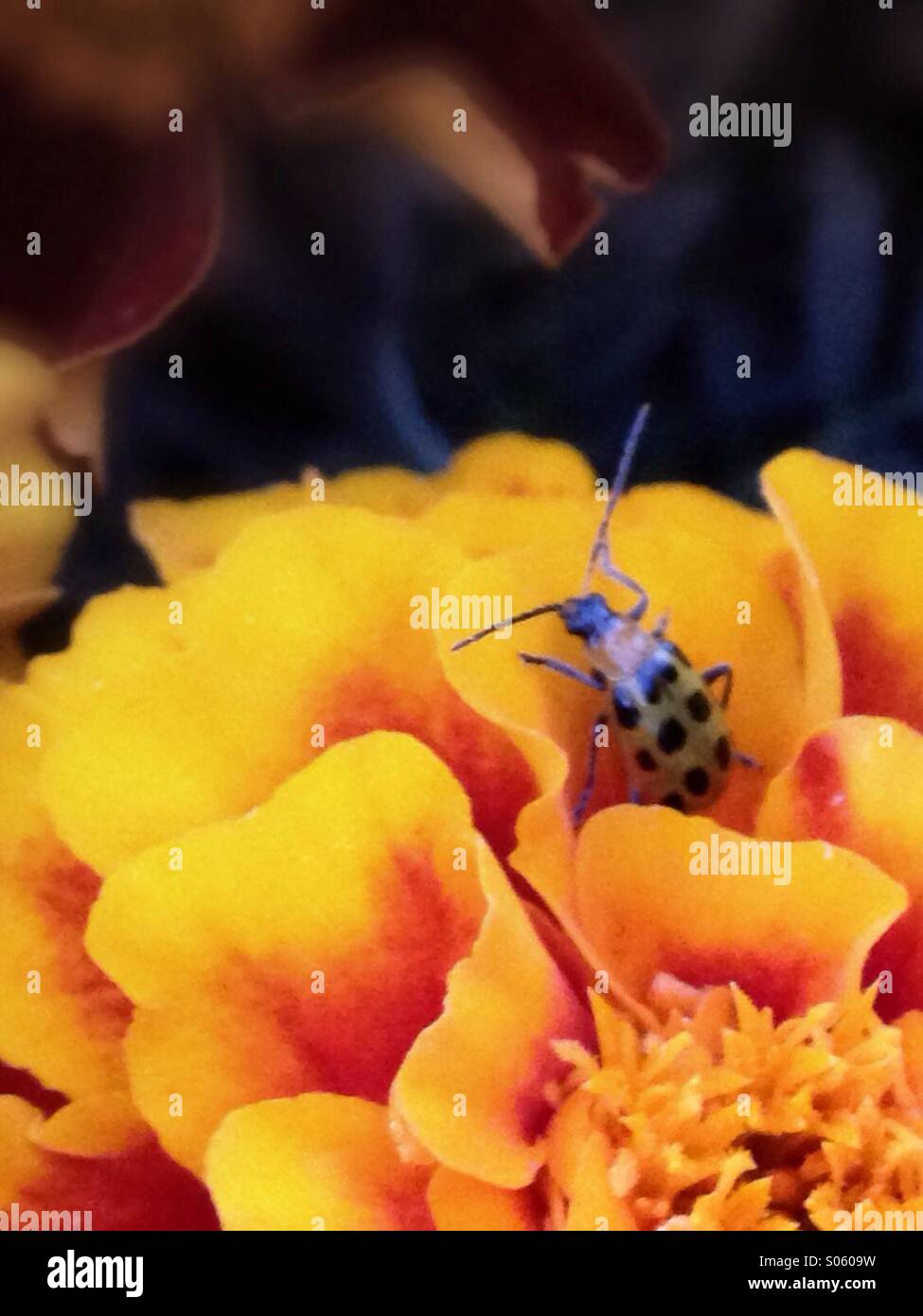 Un bug vert avec des points noirs sur un souci. Banque D'Images