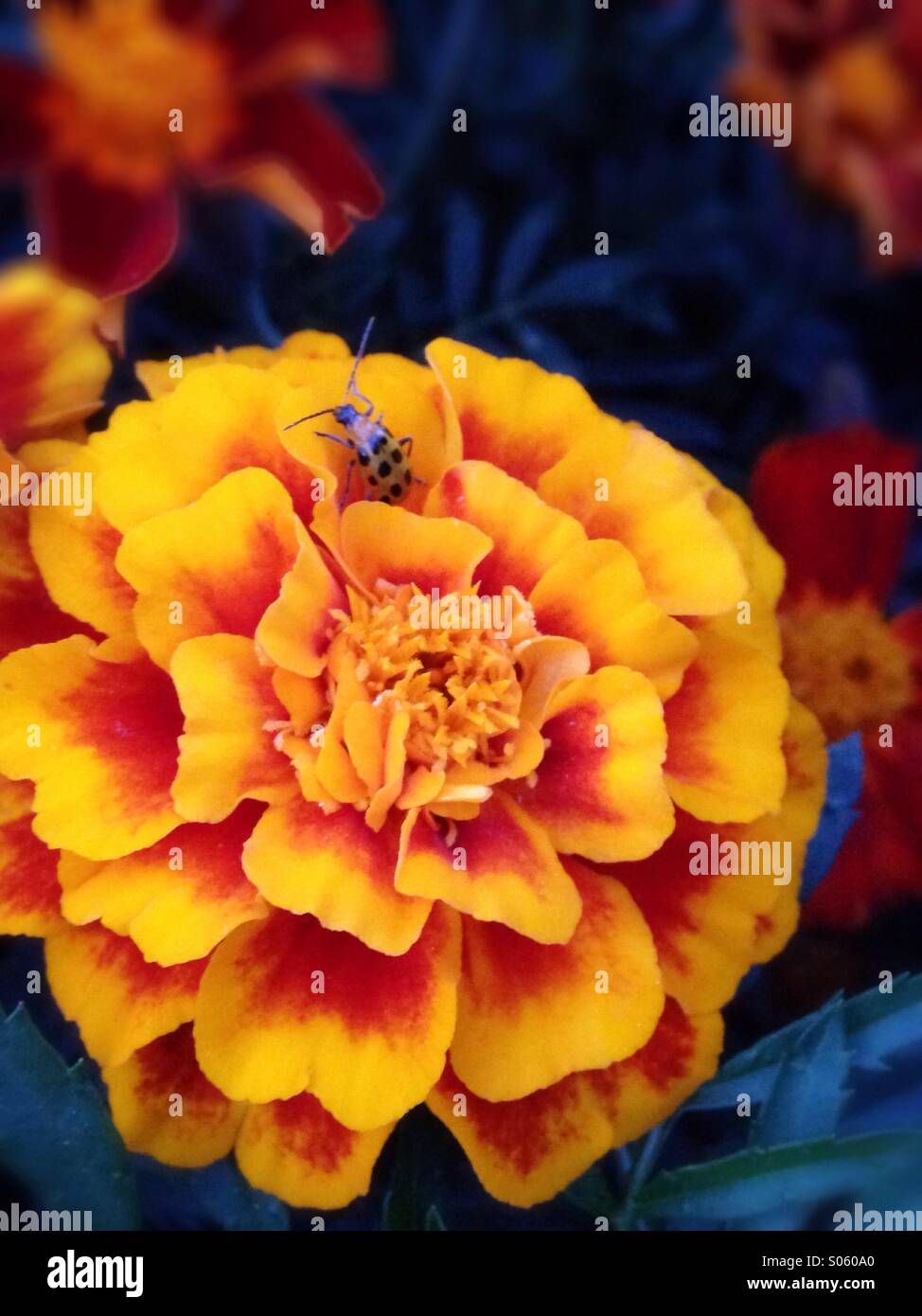 Un bug reposant sur une fleur. Banque D'Images