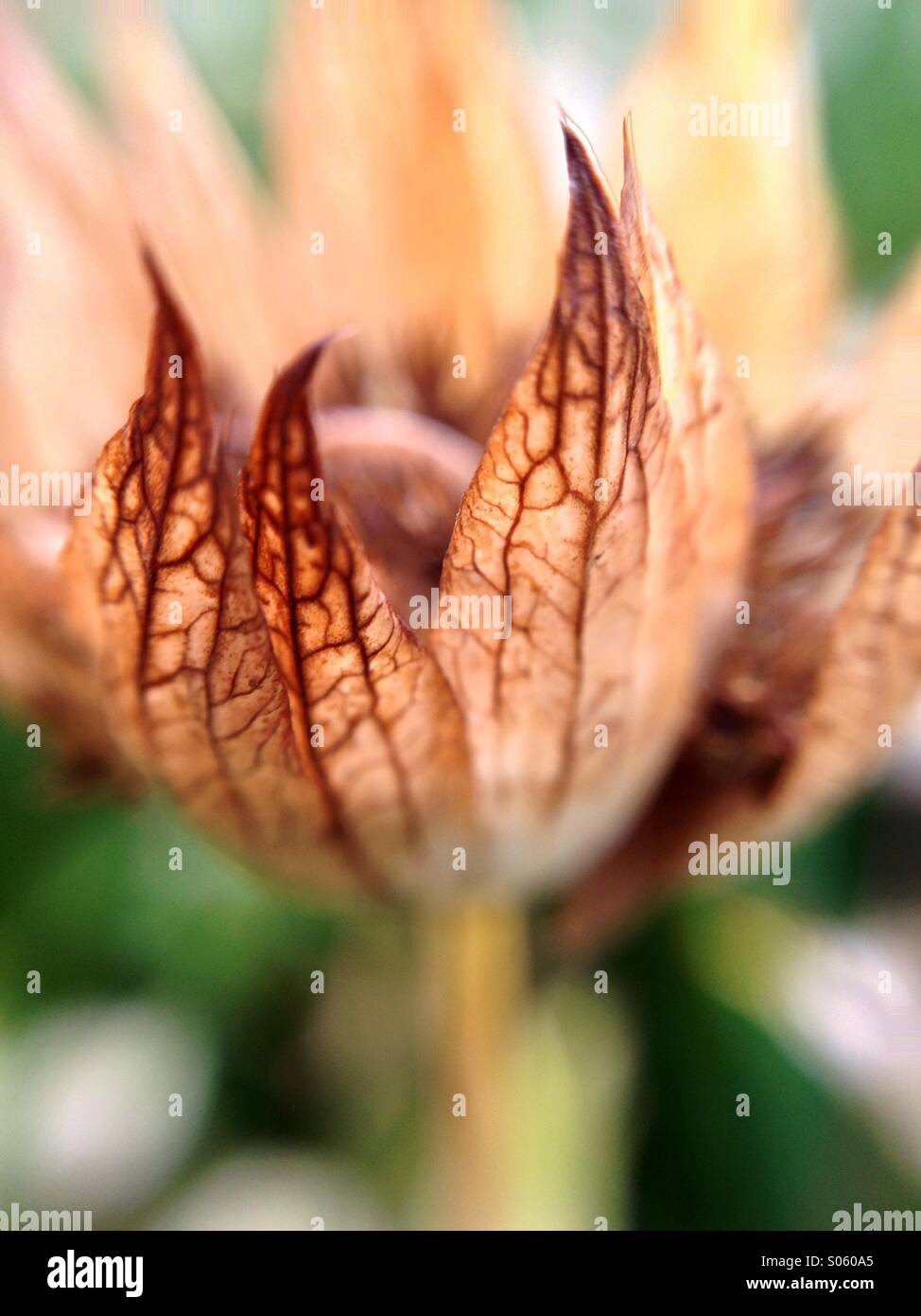Close up d'une fleur Banque D'Images Close up d'une fleur Banque D'Images