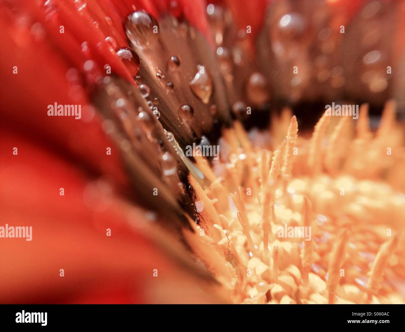 Gouttes d'eau sur une fleur gazania Banque D'Images