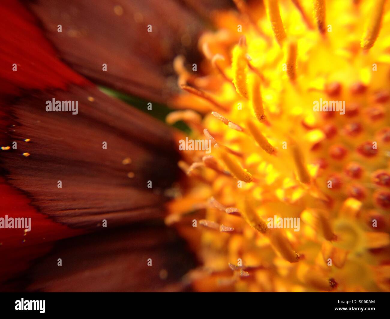 Vue d'étamine gazania Macro Banque D'Images Vue d'étamine gazania Macro Banque D'Images