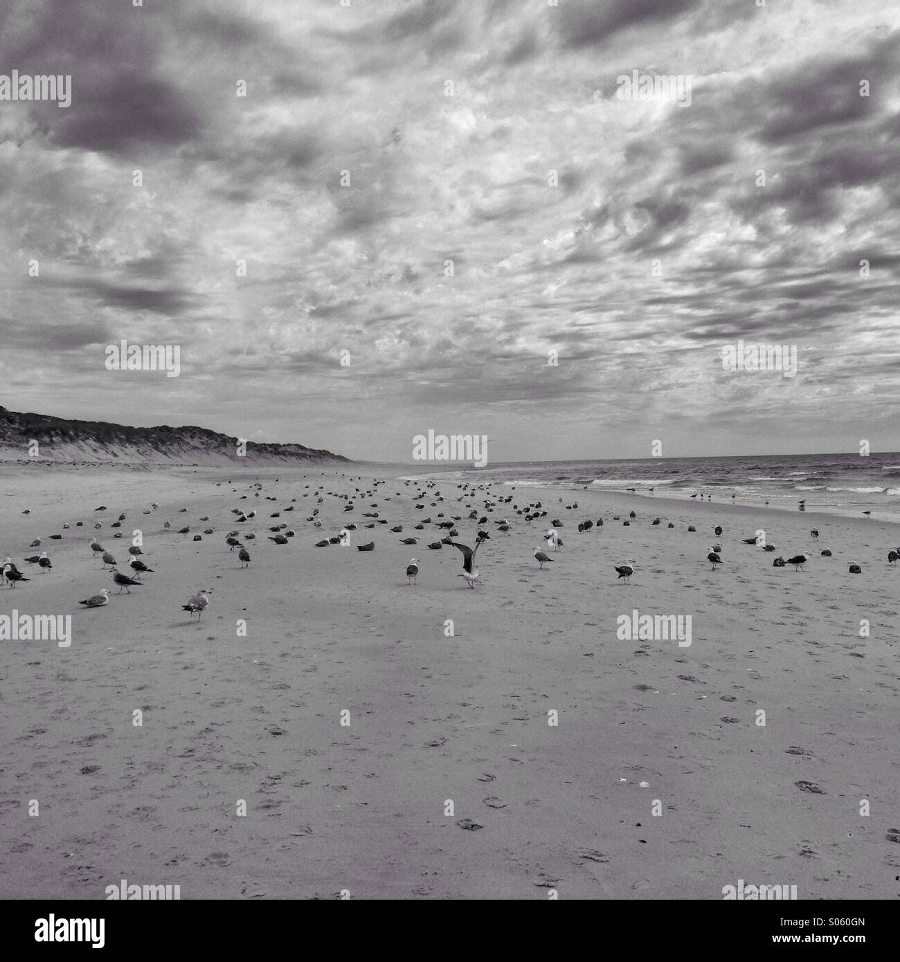 Dans la plage des mouettes - Image de stock capturée avec un smartphone