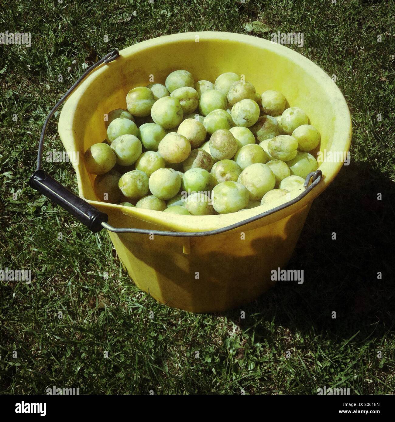 Seau rempli de prunes vertes - Image de stock capturée avec un smartphone