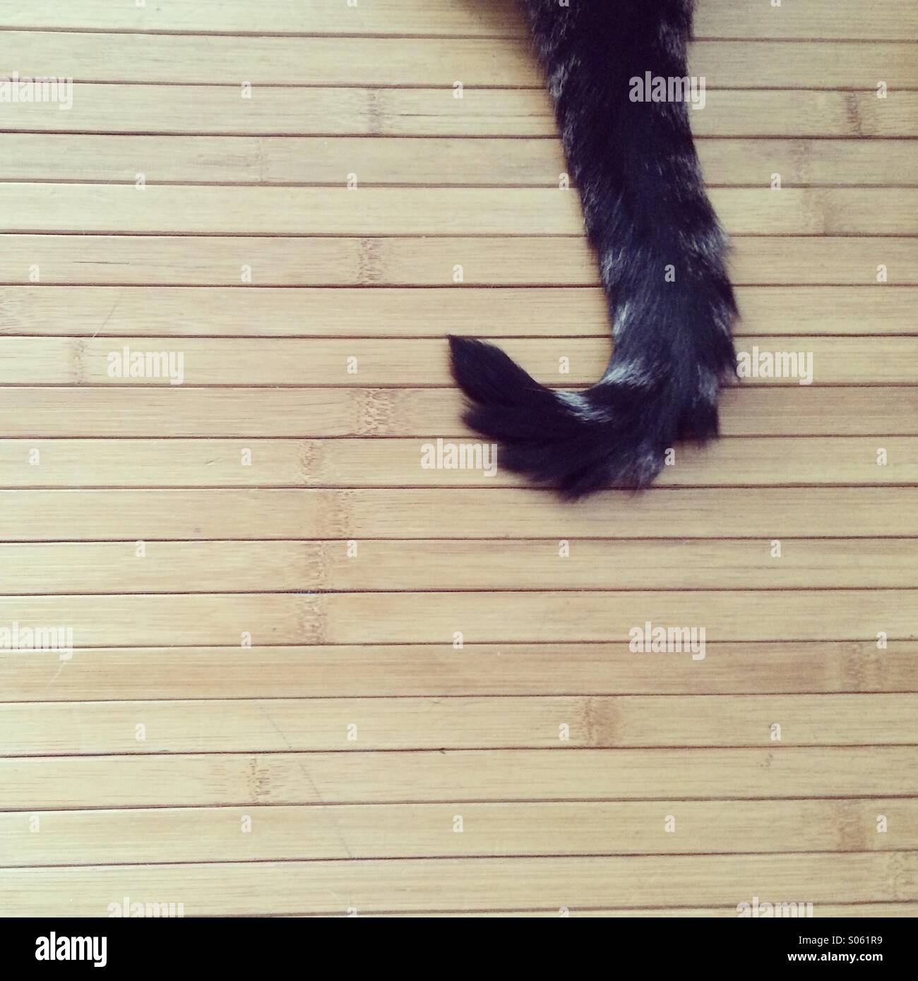 Queue De Chat Banque D Image Et Photos Alamy