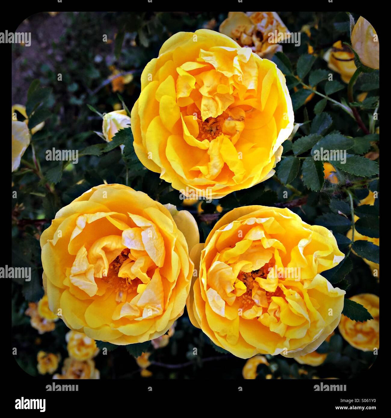 Trois roses jaunes Banque D'Images