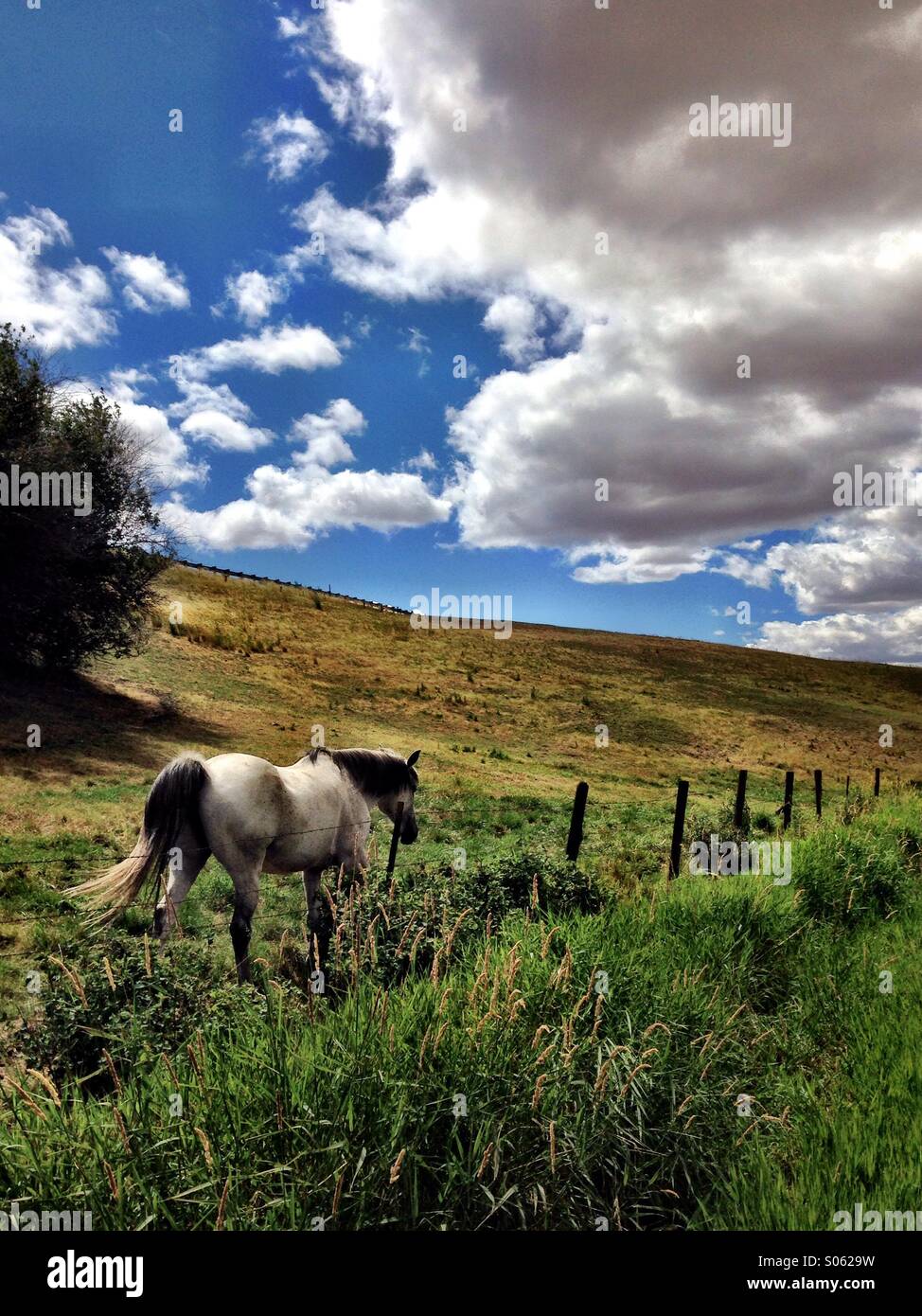 Cheval en champ avec des nuages dans le ciel - Image de stock capturée avec un smartphone