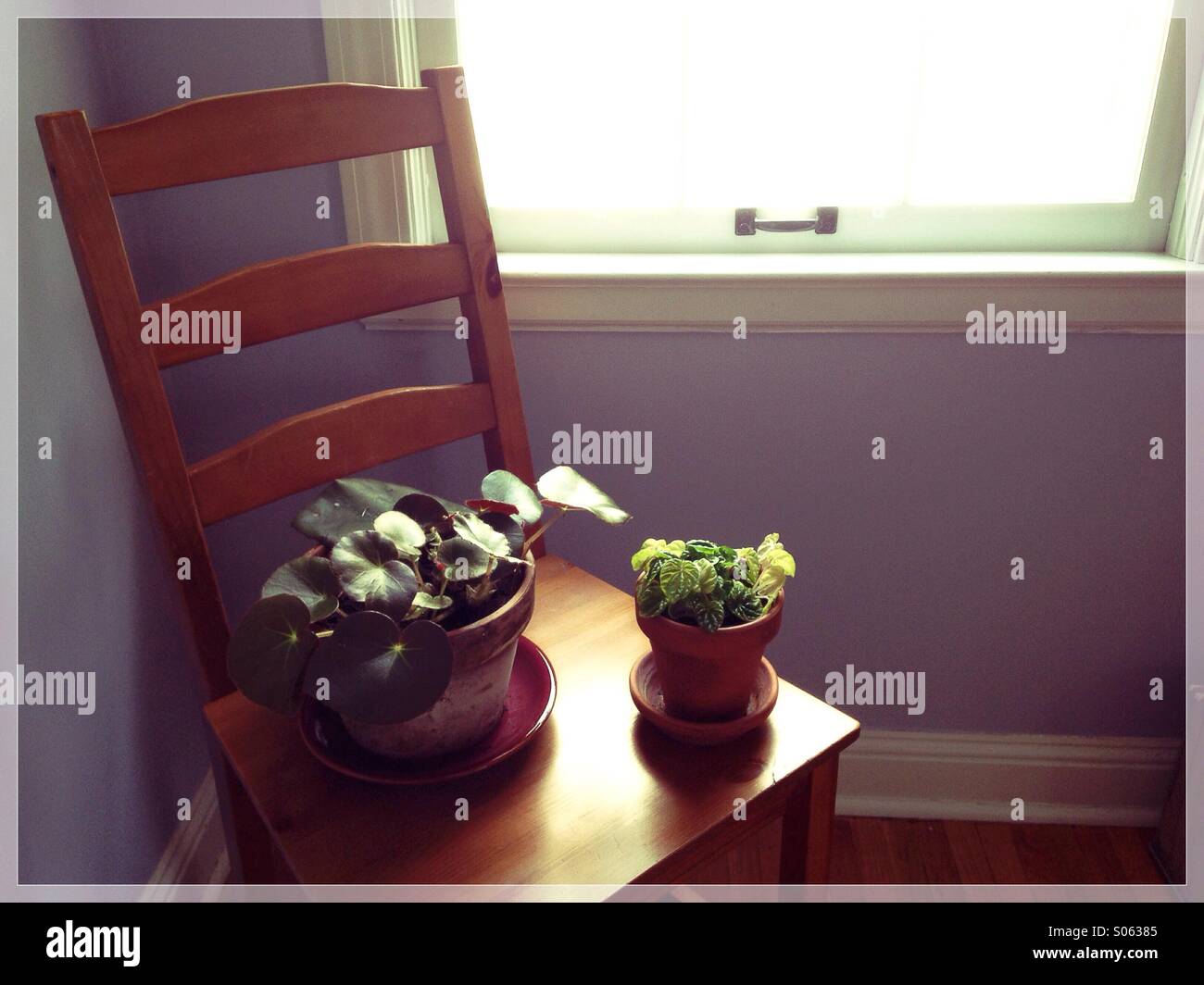 Plantes d'intérieur sur une chaise près d'une fenêtre avec Sun en streaming. Banque D'Images