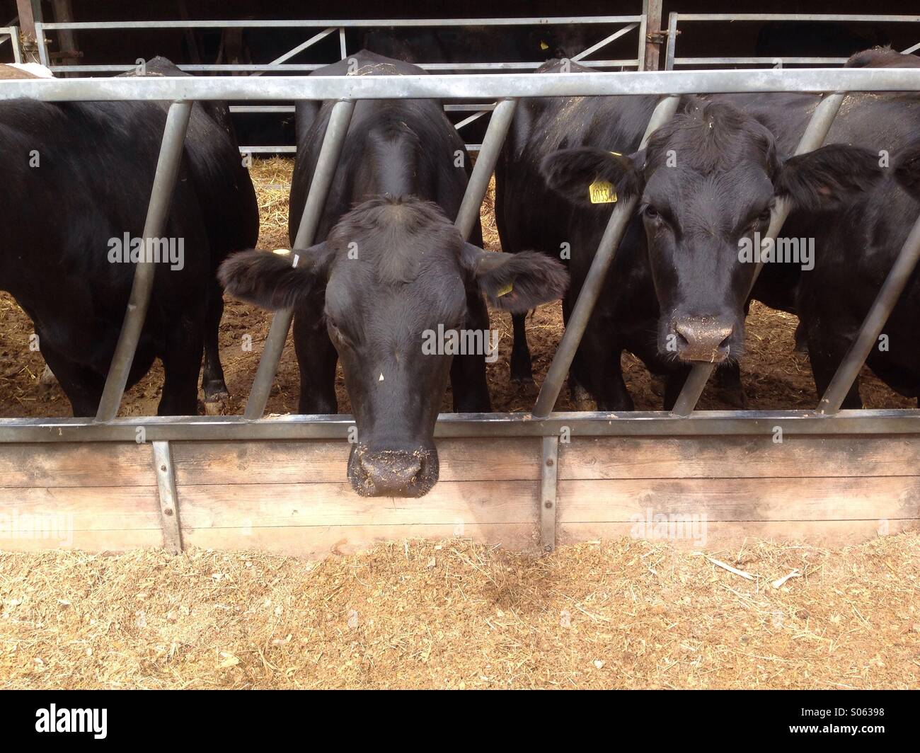 Aberdeen Angus boeuf à la ferme - Image de stock capturée avec un smartphone