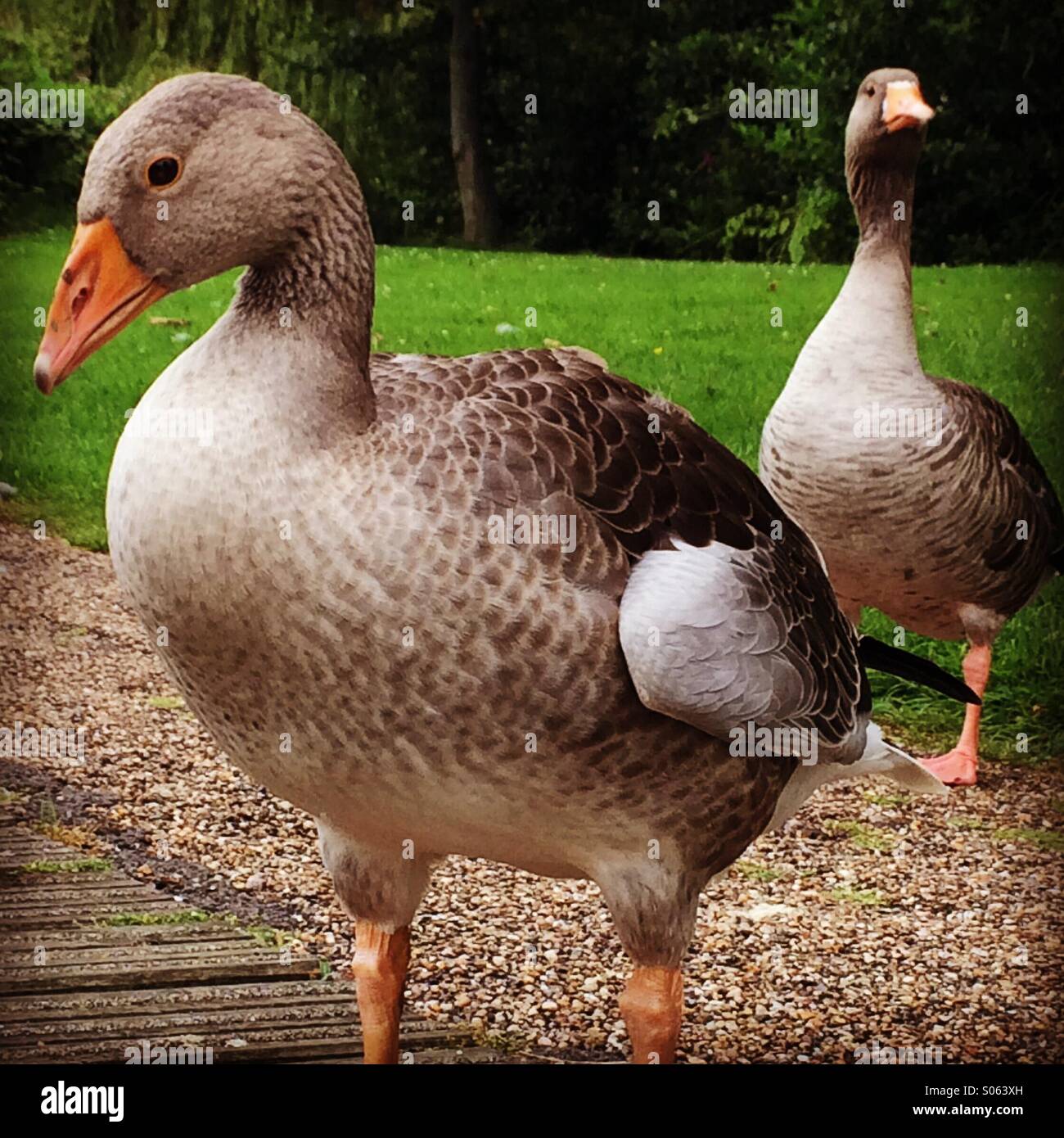 2 Bernaches du Canada à un parc de la ville. - Image de stock capturée avec un smartphone