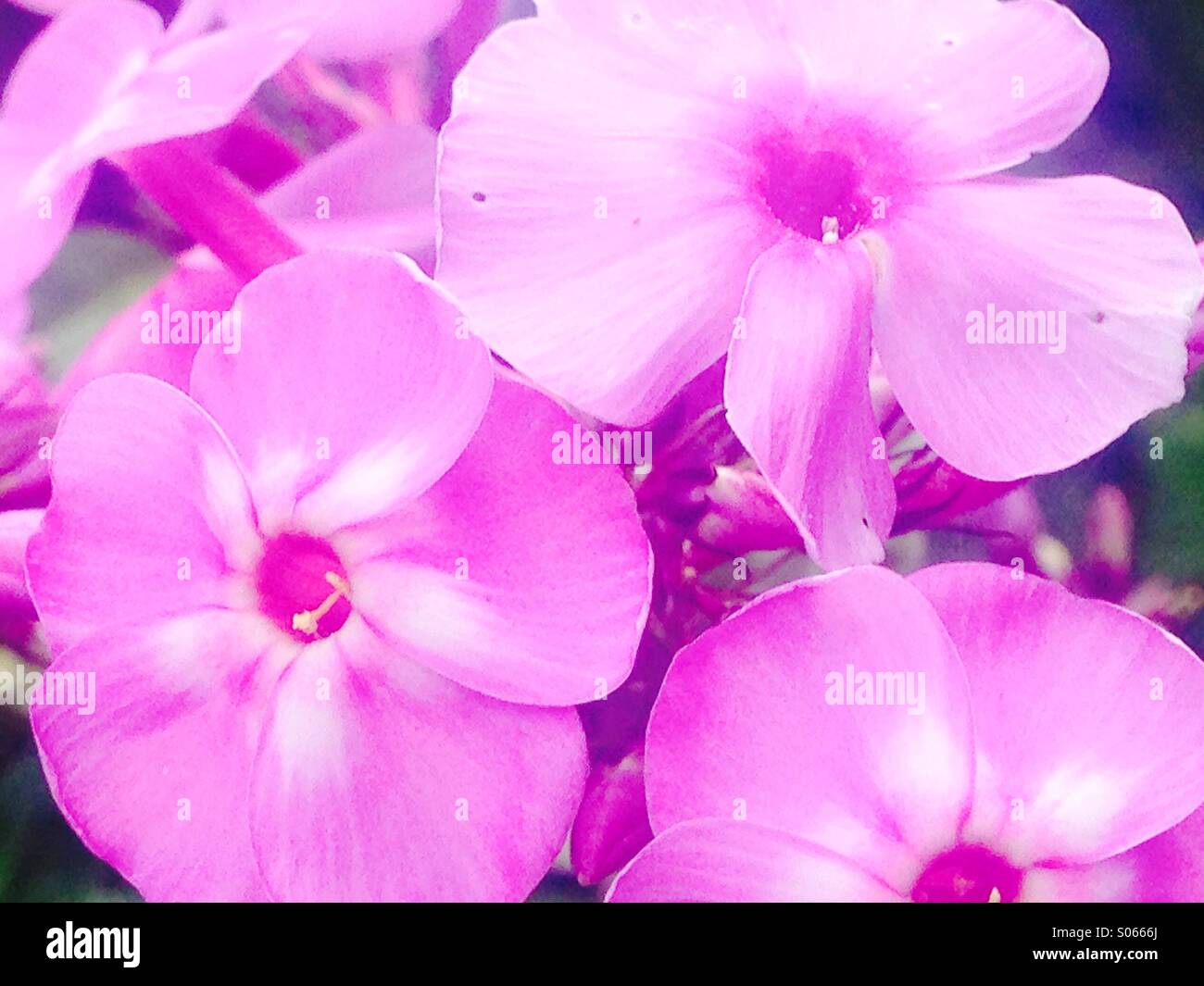 Les grappes de fleurs rose close up avec étamines blanches. - Image de stock capturée avec un smartphone