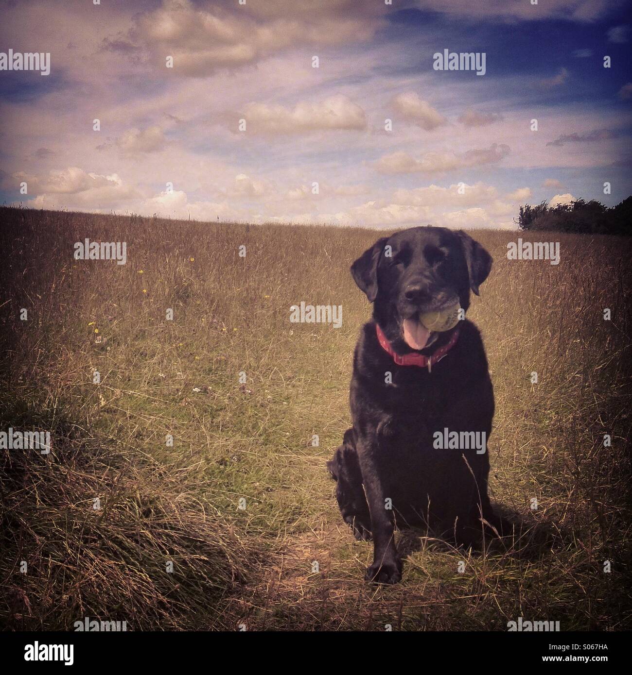 Labrador noir attend avec une balle à jouer fetch Banque D'Images