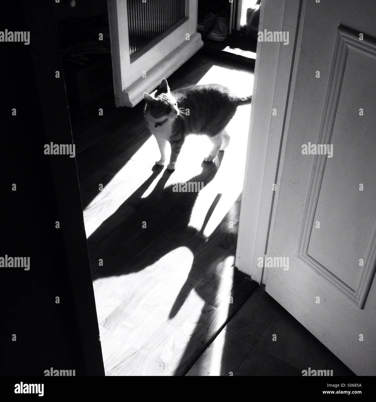 Chat avec ombre dans une porte Banque D'Images