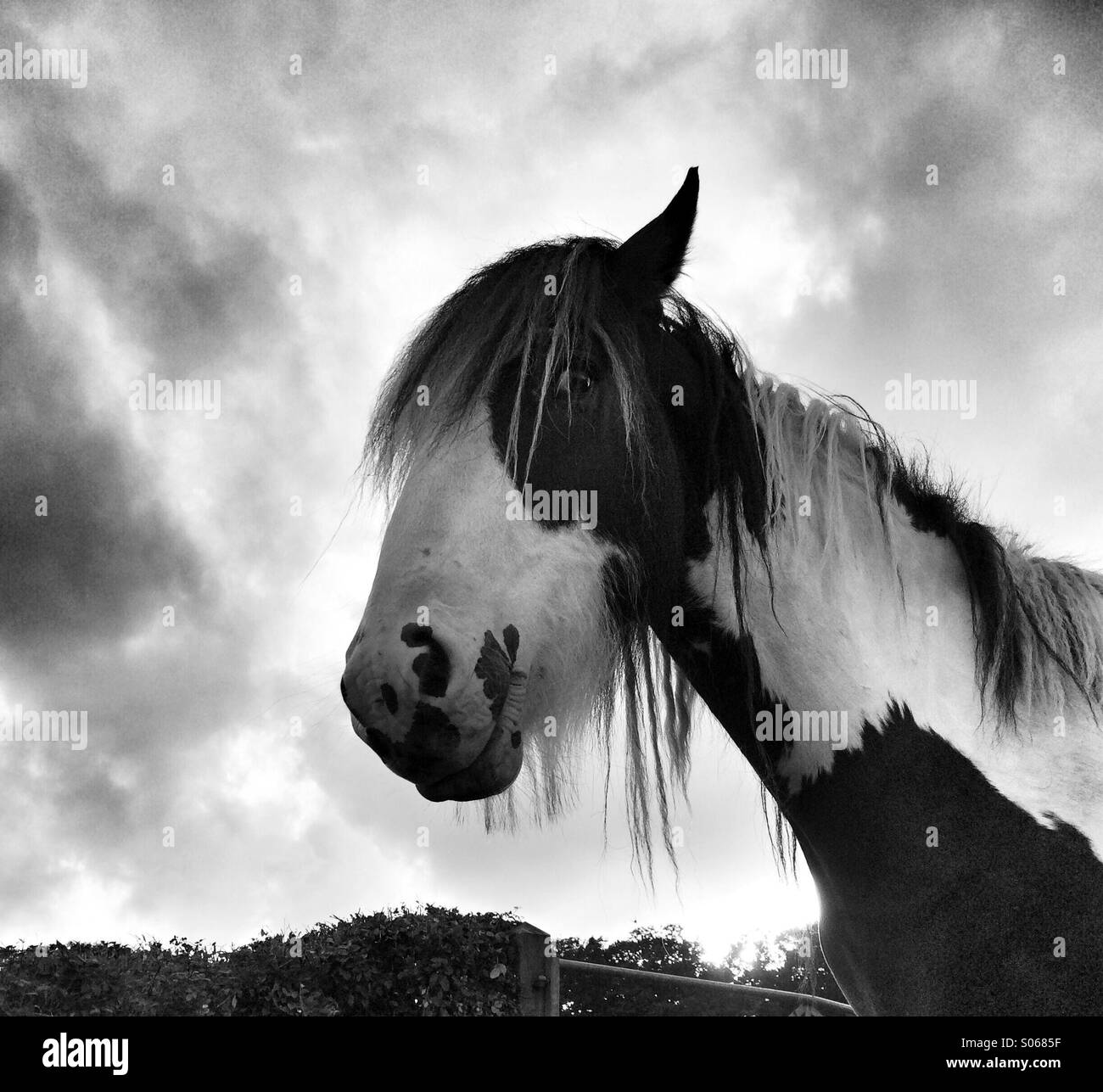 Cheval tete Banque de photographies et d’images à haute résolution - Alamy