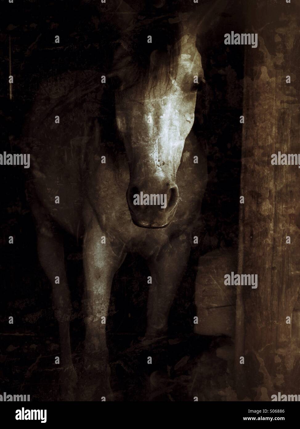 Dark horse. - Image de stock capturée avec un smartphone