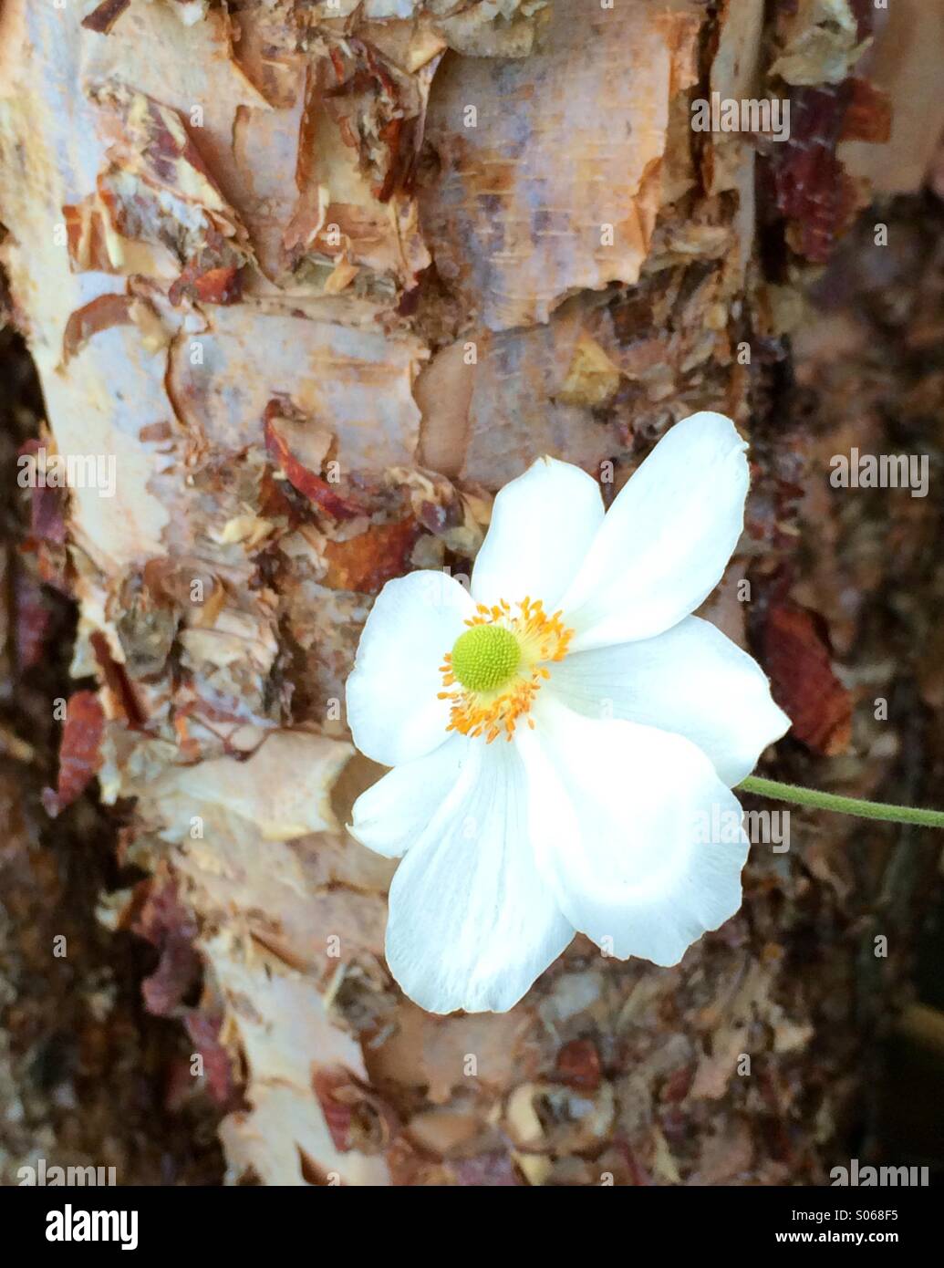 Pétales soyeux de cette belle fleur blanche rencontrez les textures de l'arbre voisin de l'écorce. Banque D'Images
