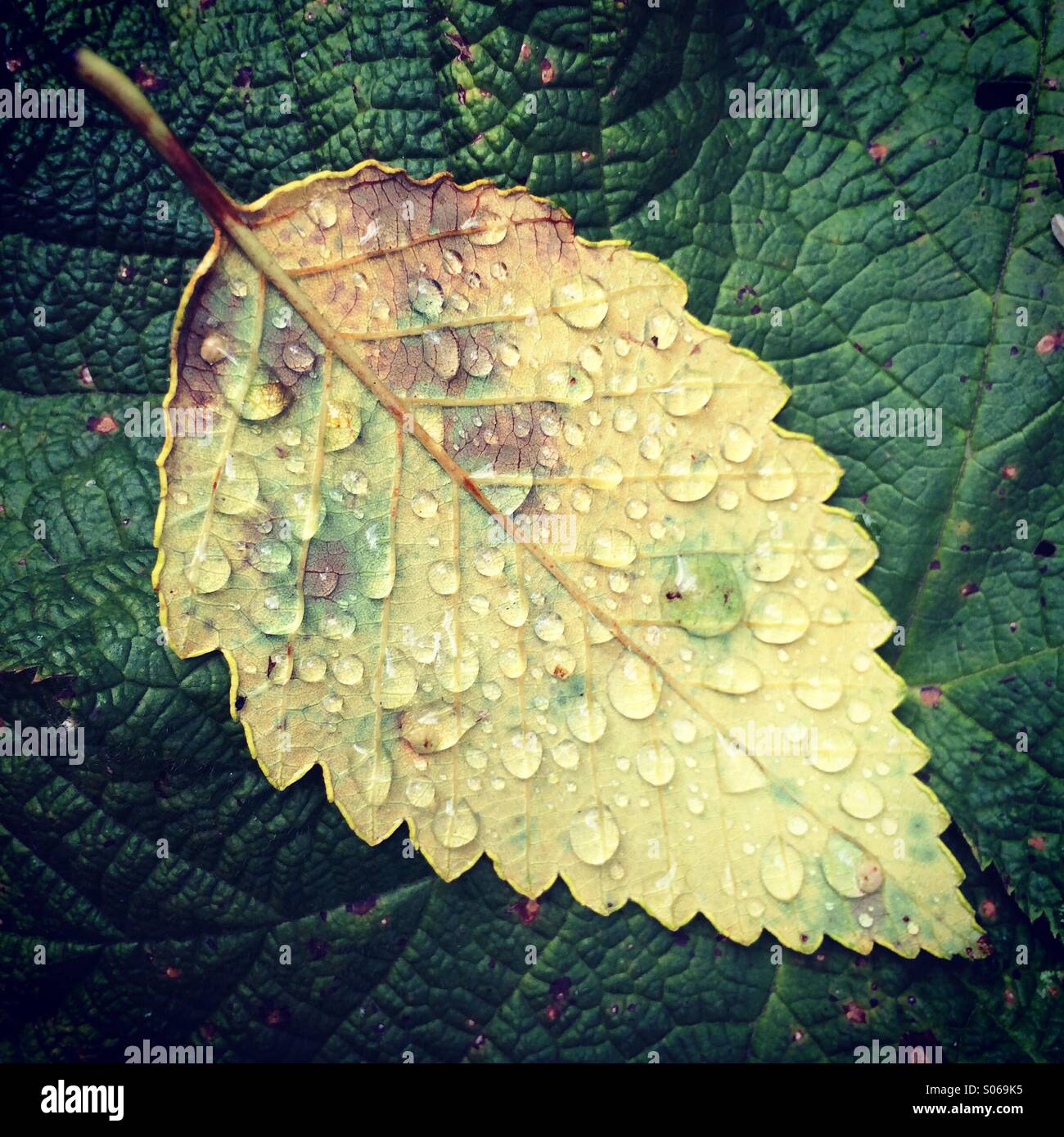 Gouttes de pluie sur les feuilles tombées, la péninsule Olympique, Washington Banque D'Images