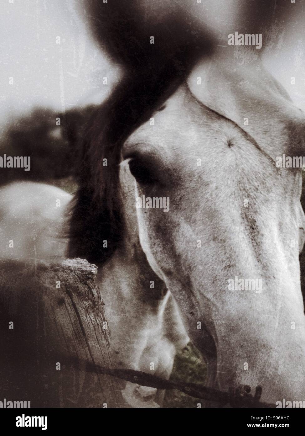 Yeux doux. Banque D'Images