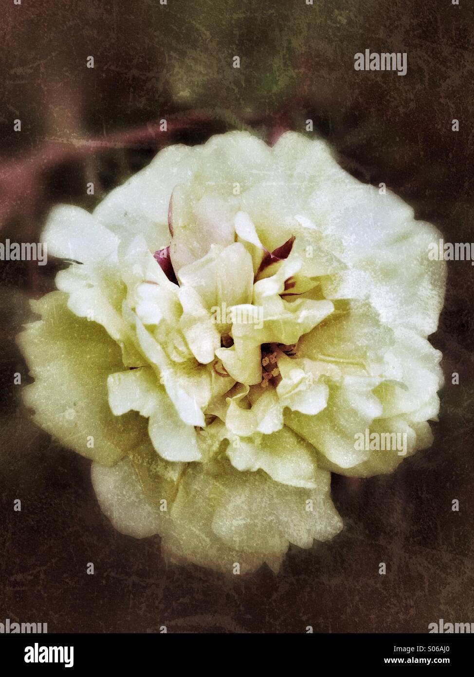 Moss Vintage rose. - Image de stock capturée avec un smartphone