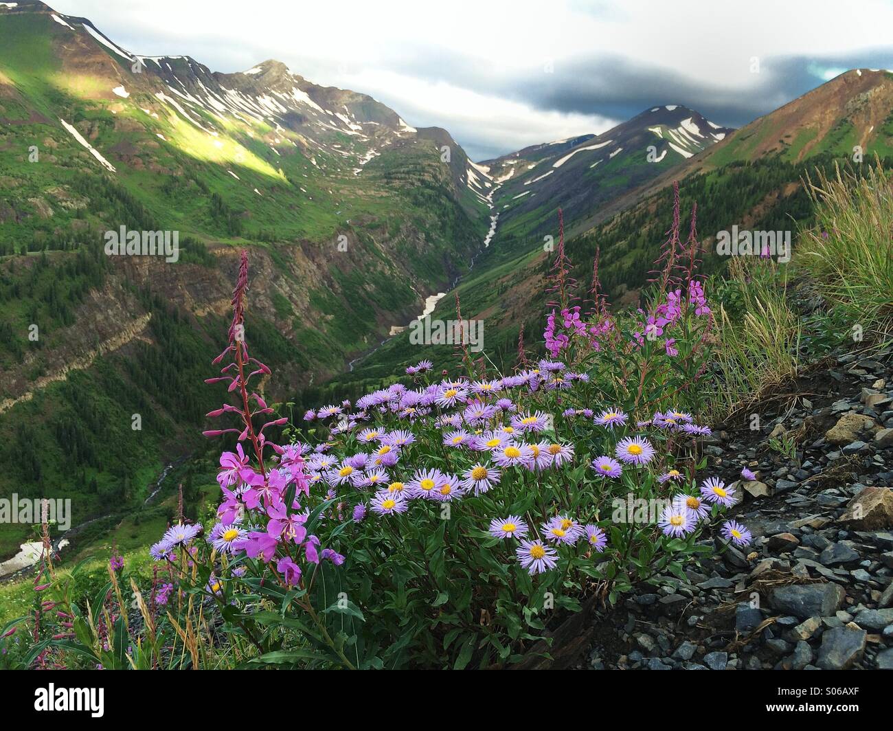 Fleurs de montagne dans le Colorado Crested Butte Banque D'Images