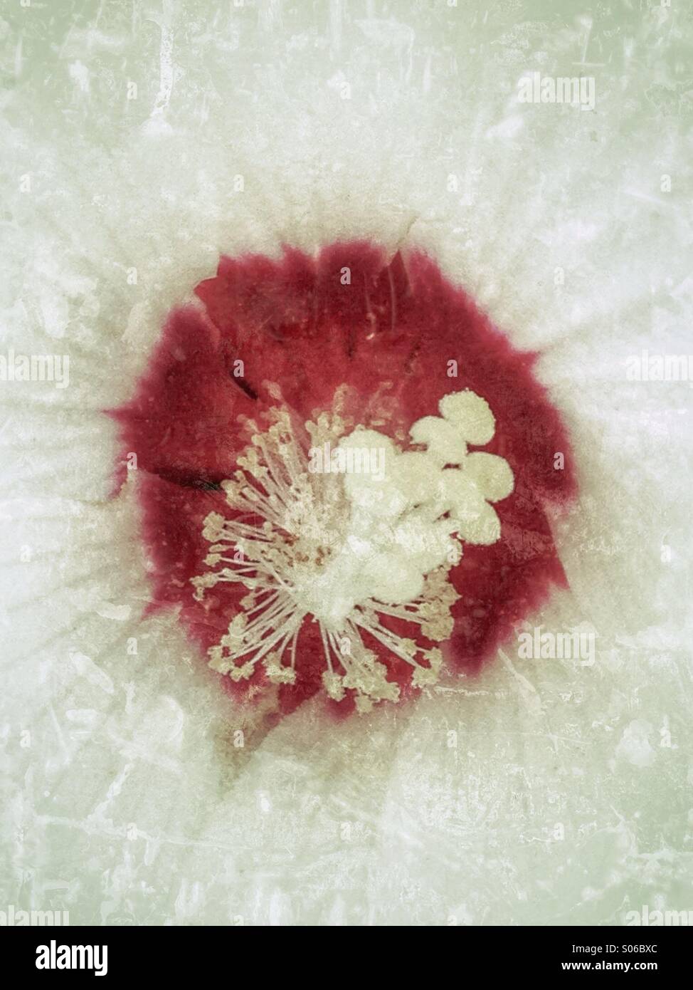Fleur blanche avec un centre rouge. Banque D'Images