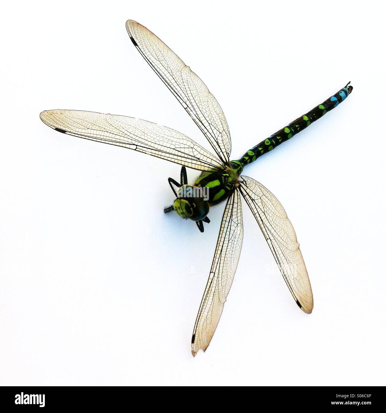 Le sud de Hawker Aeshna cyanea libellule - Image de stock capturée avec un smartphone Le sud de Hawker Aeshna cyanea libellule - Image de stock capturée avec un smartphone
