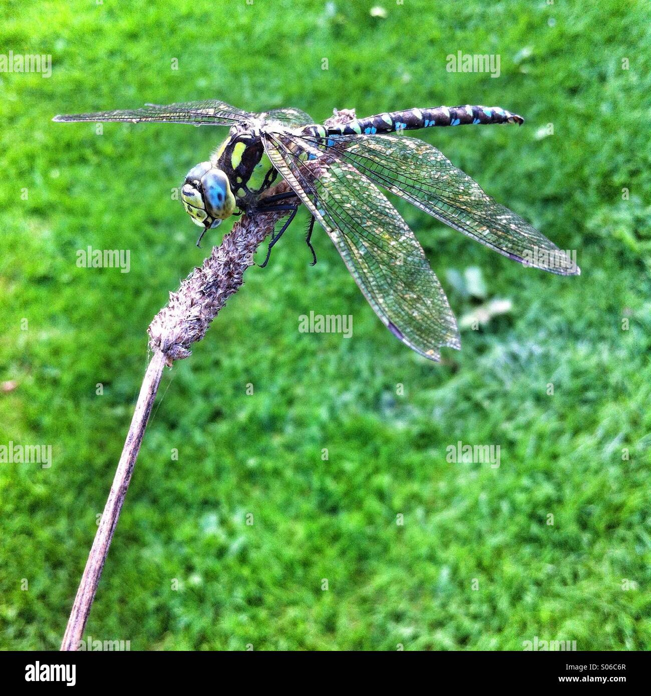 Le sud de Hawker Aeshna cyanea libellule - Image de stock capturée avec un smartphone Le sud de Hawker Aeshna cyanea libellule - Image de stock capturée avec un smartphone