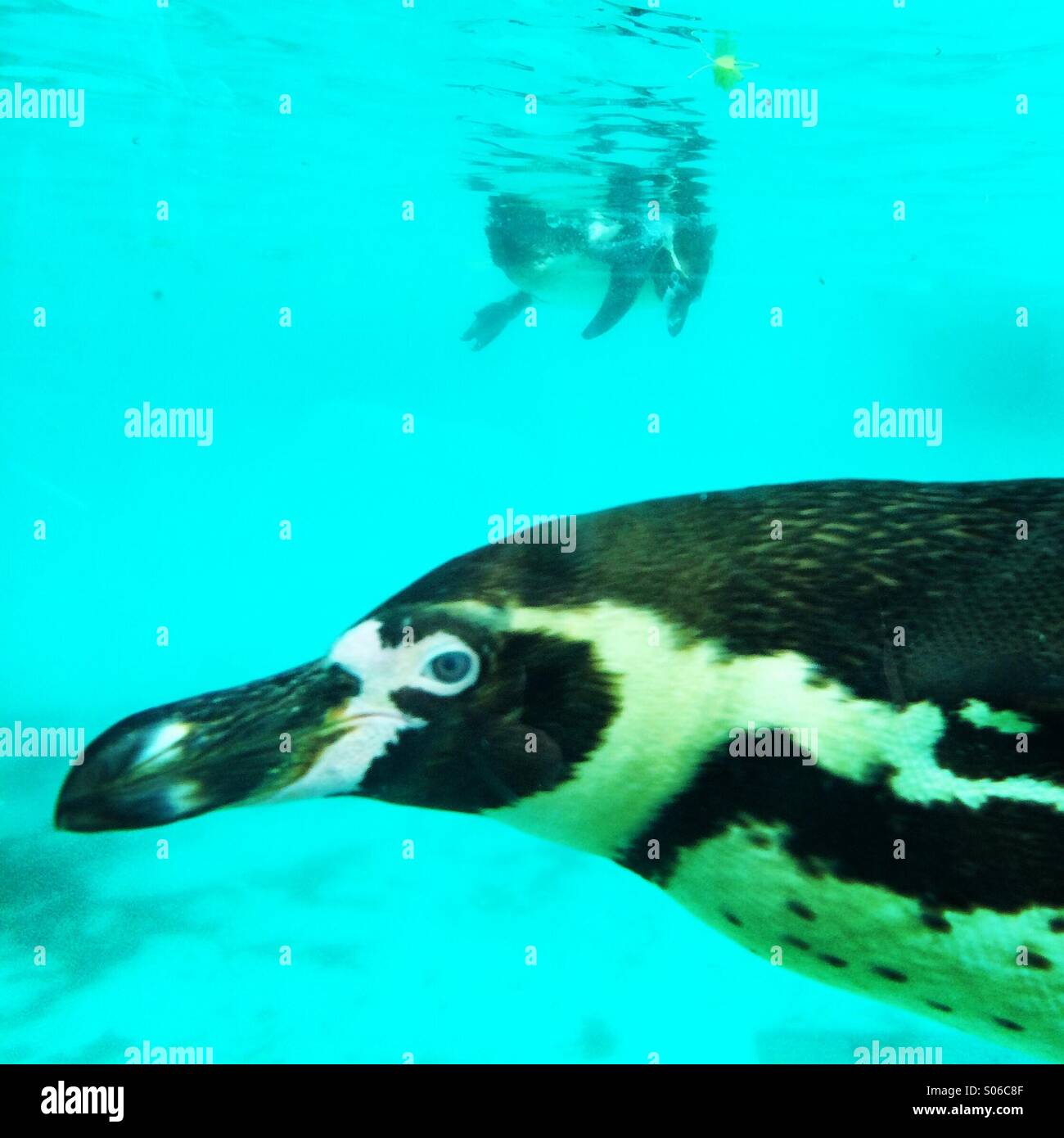 Vue sous-marine d'un pingouin au Zoo de Londres. Banque D'Images