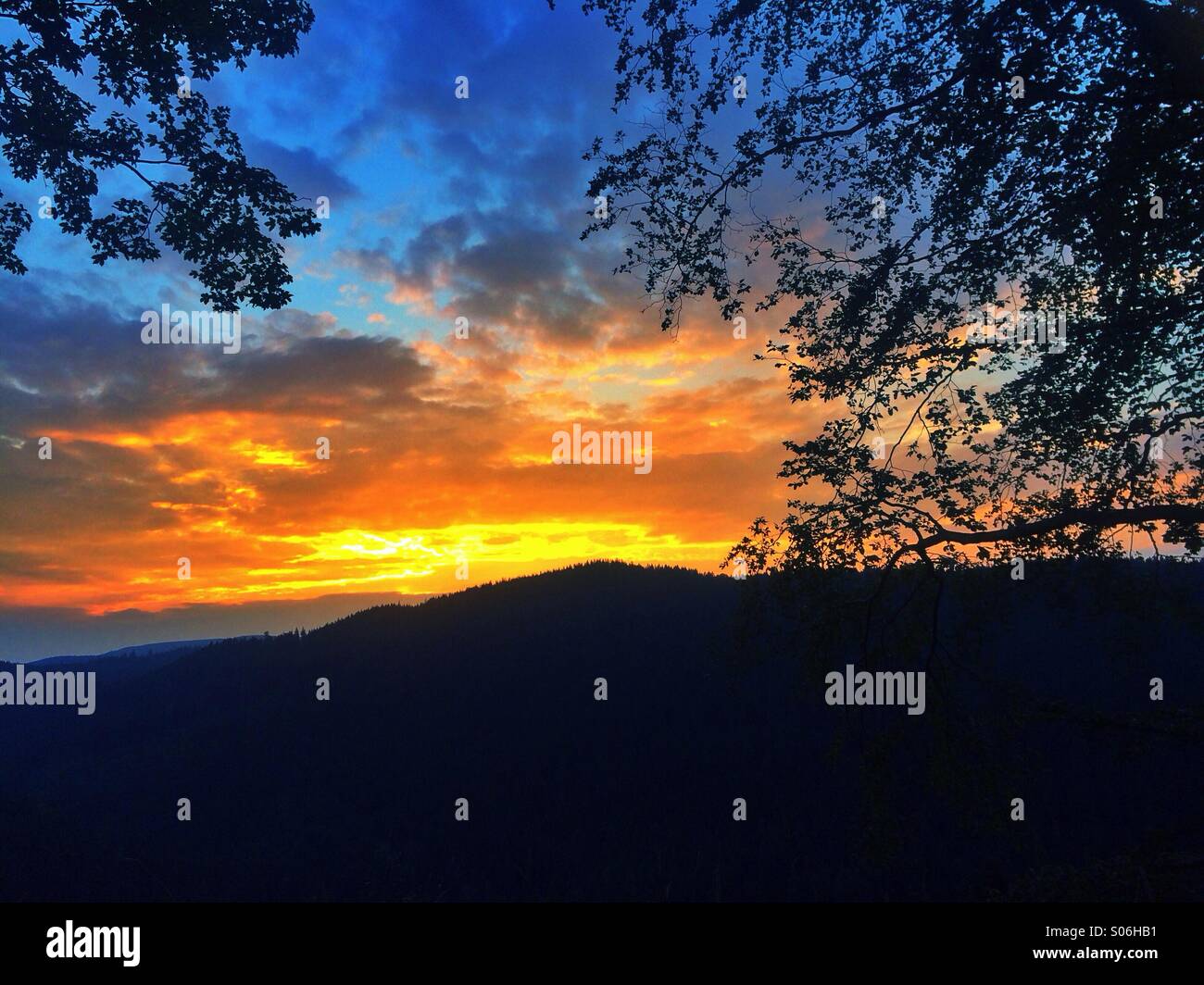 Silhouette des arbres dans le coucher du soleil Banque D'Images