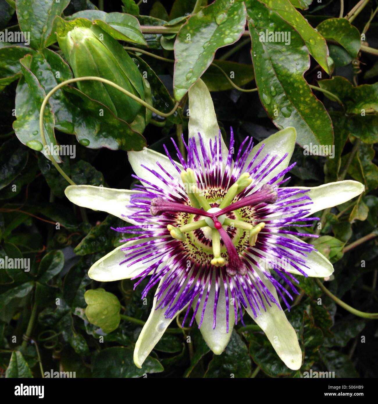 Le fruit de la vigne avec fleur - Image de stock capturée avec un smartphone
