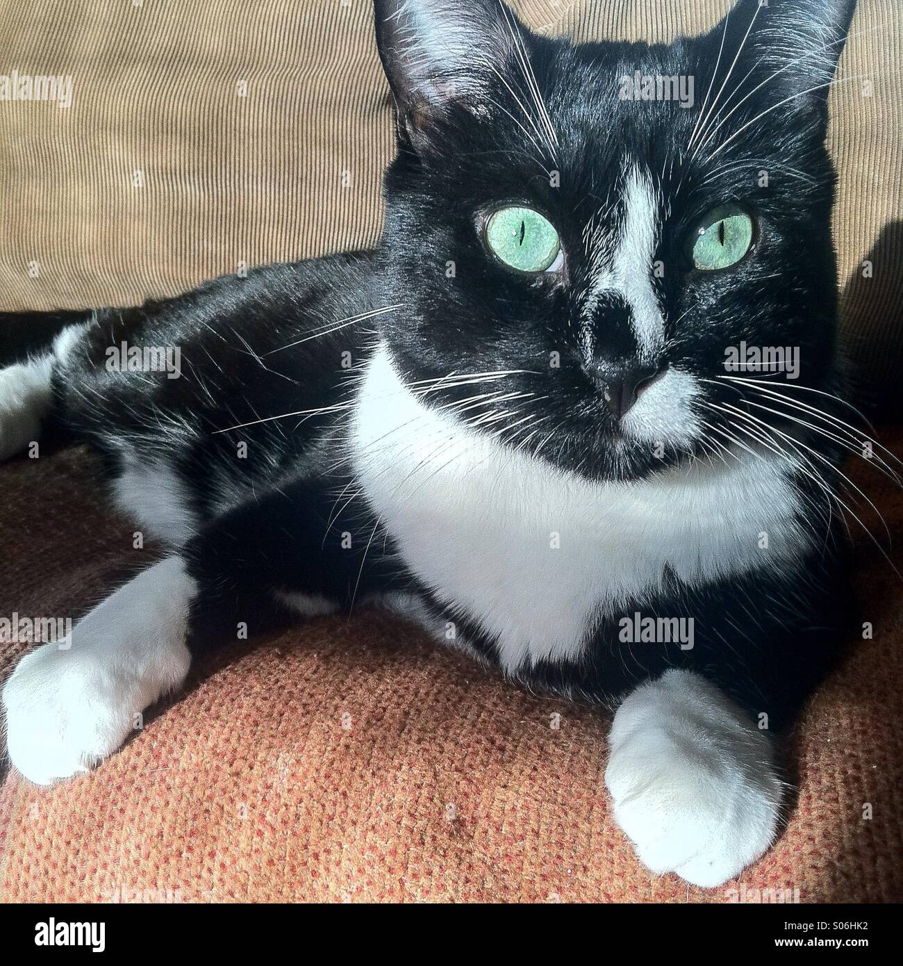 Tuxedo cat sitting on a couch Banque D'Images