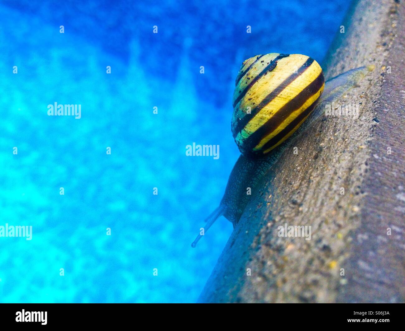 À rayures jaune d'escargot son chemin le long du bord de la piscine un jour de pluie. Banque D'Images