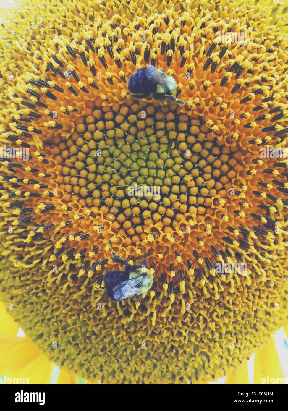 Certains bourdons la collecte du pollen Banque D'Images