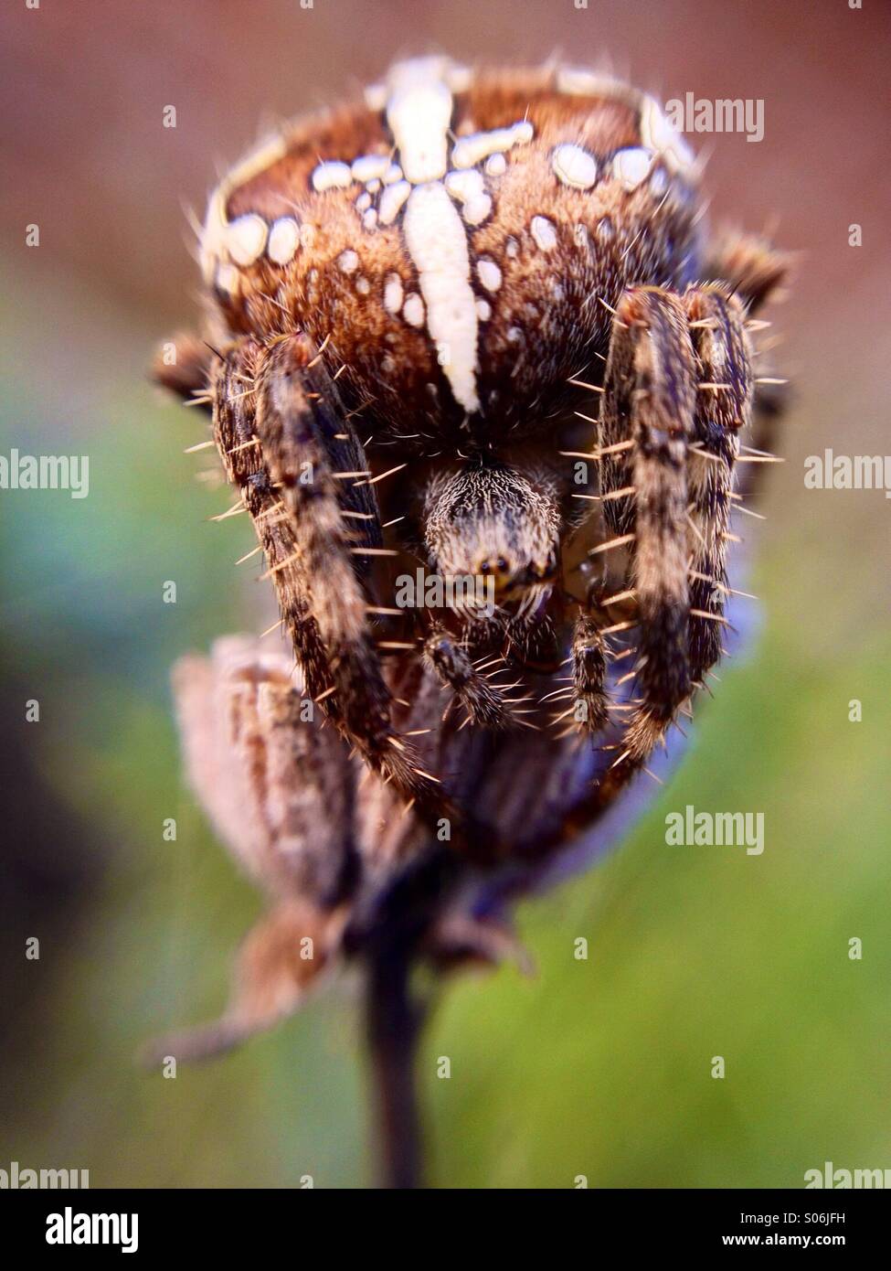 Vue macro d'une araignée des jardins de lavande Banque D'Images Vue macro d'une araignée des jardins de lavande Banque D'Images