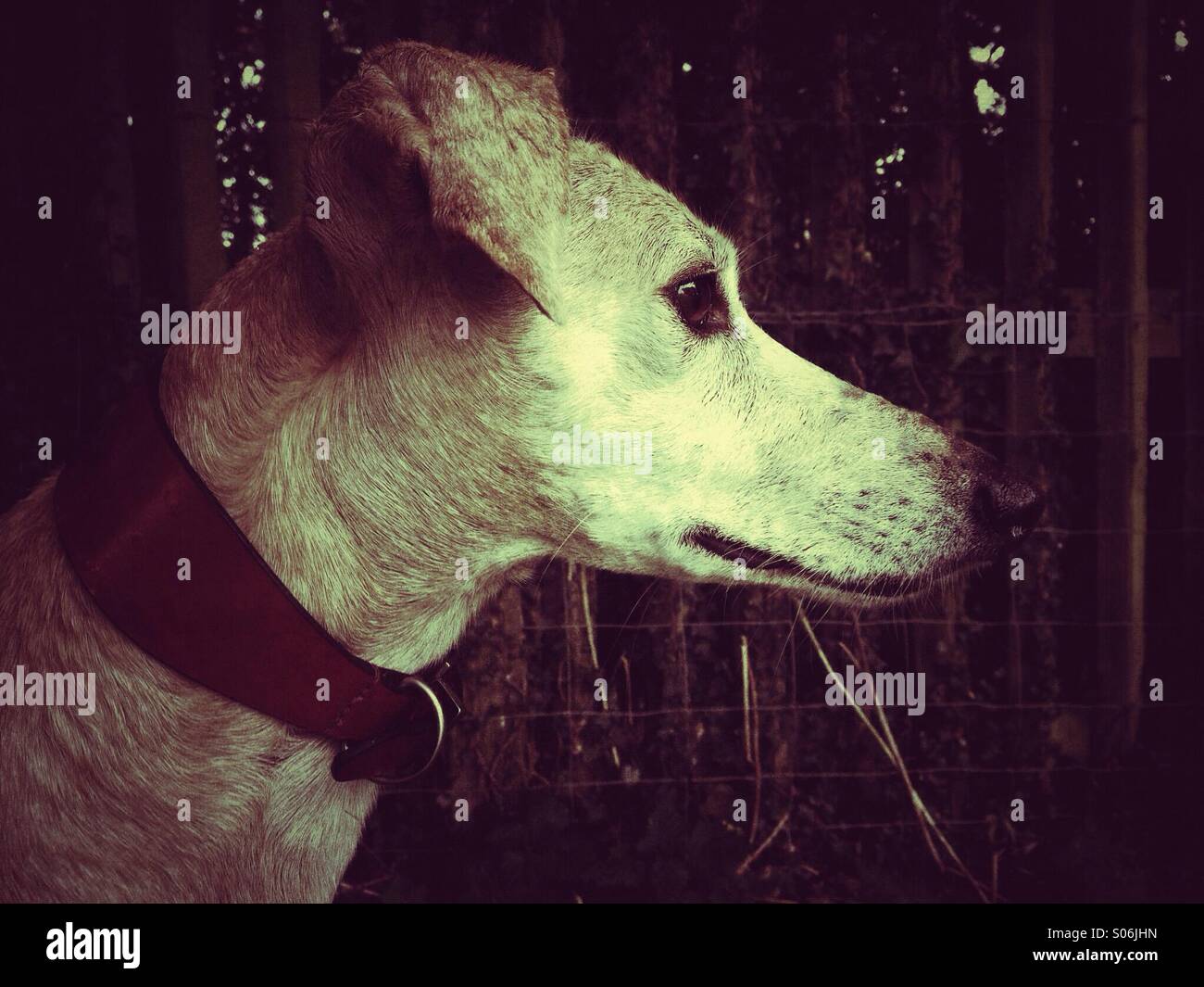 Profil de côté lurcher en sépia Banque D'Images