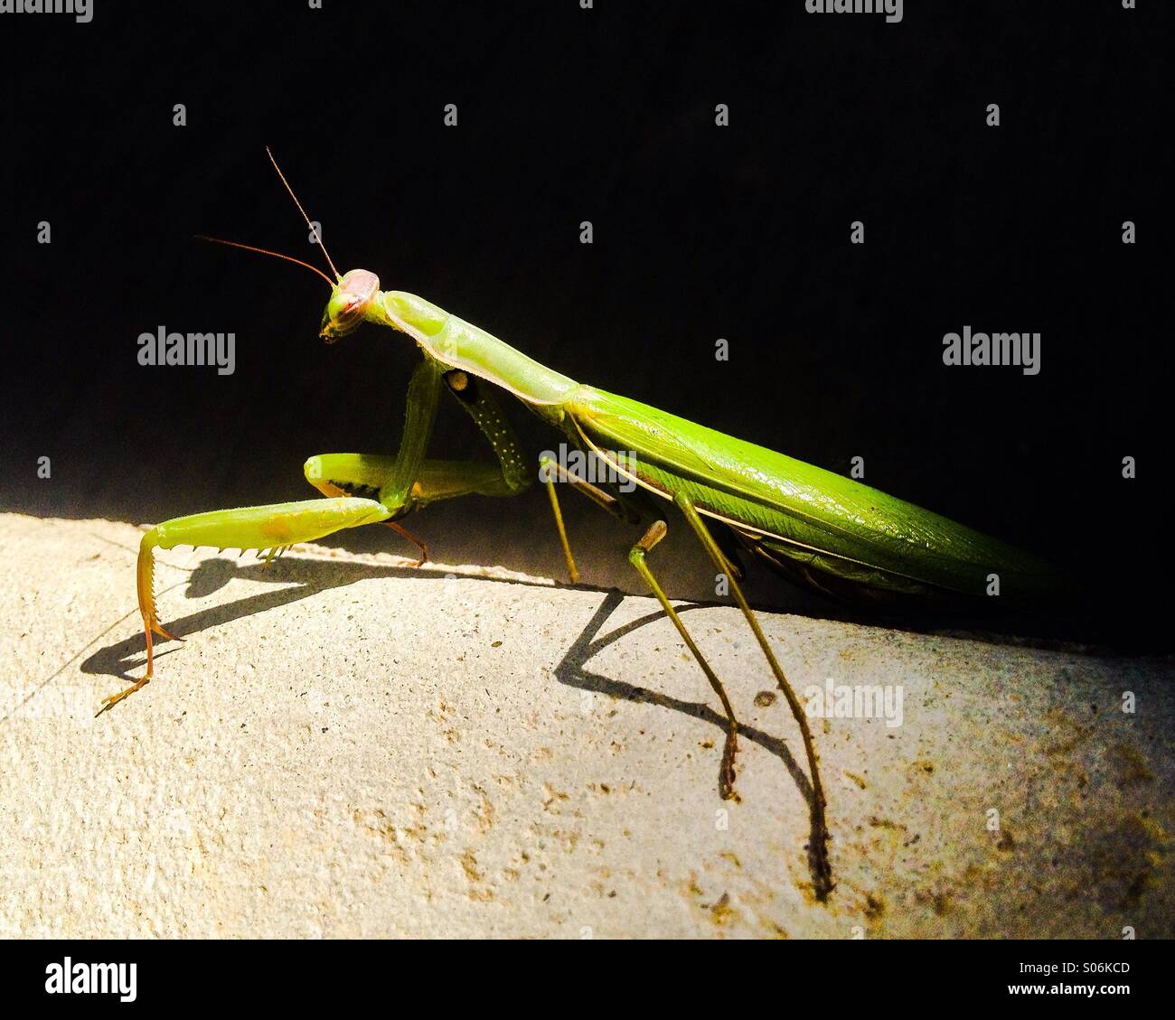 Un attaquant Mantis illuminée par le soleil. Banque D'Images