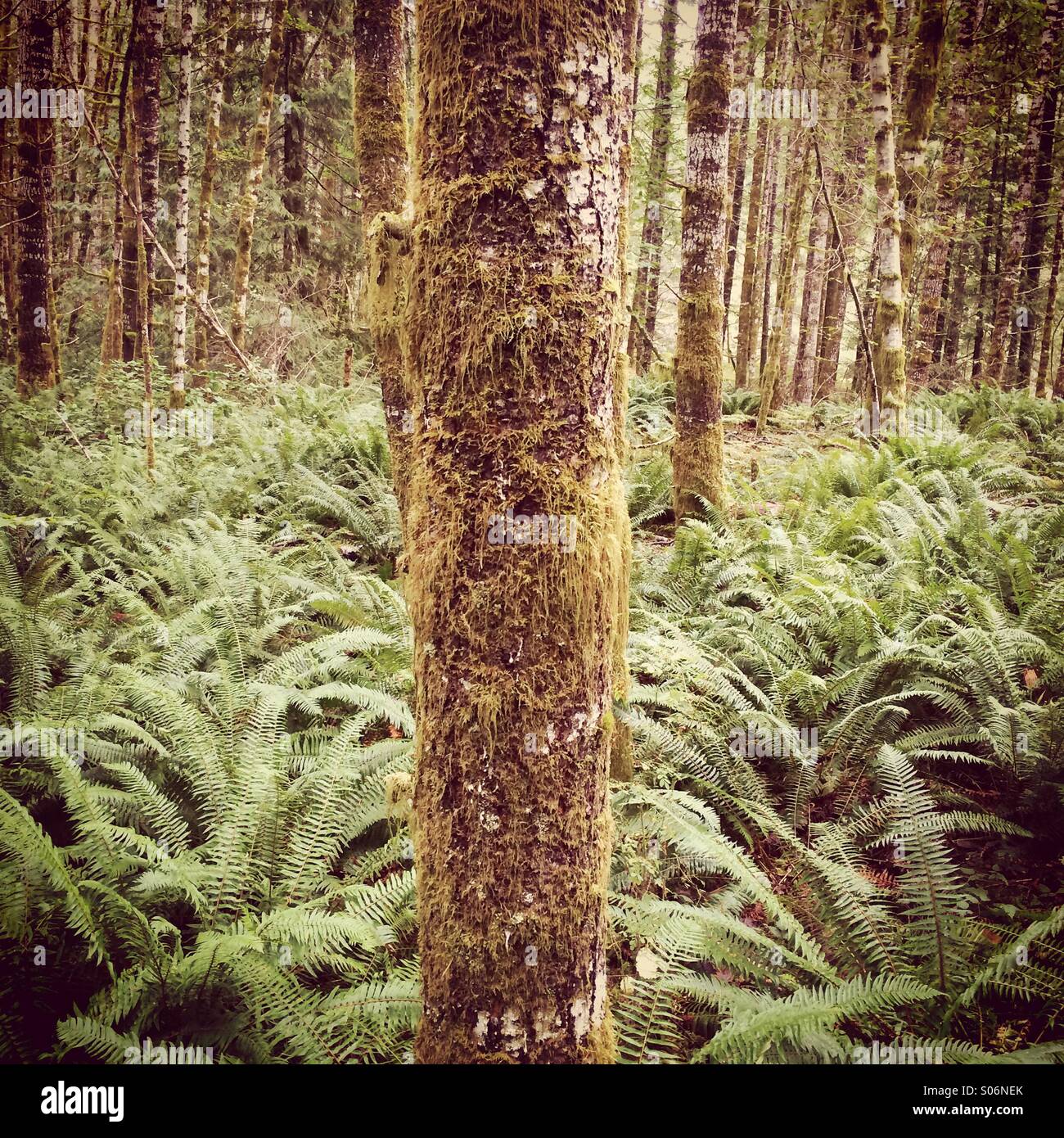Arbre grandit dans une mer de polystics, île de Vancouver, BC. Canada - Image de stock capturée avec un smartphone