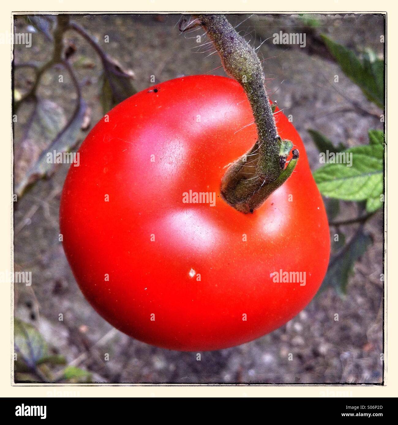 Tomate de boeuf cultivée sur place Banque D'Images