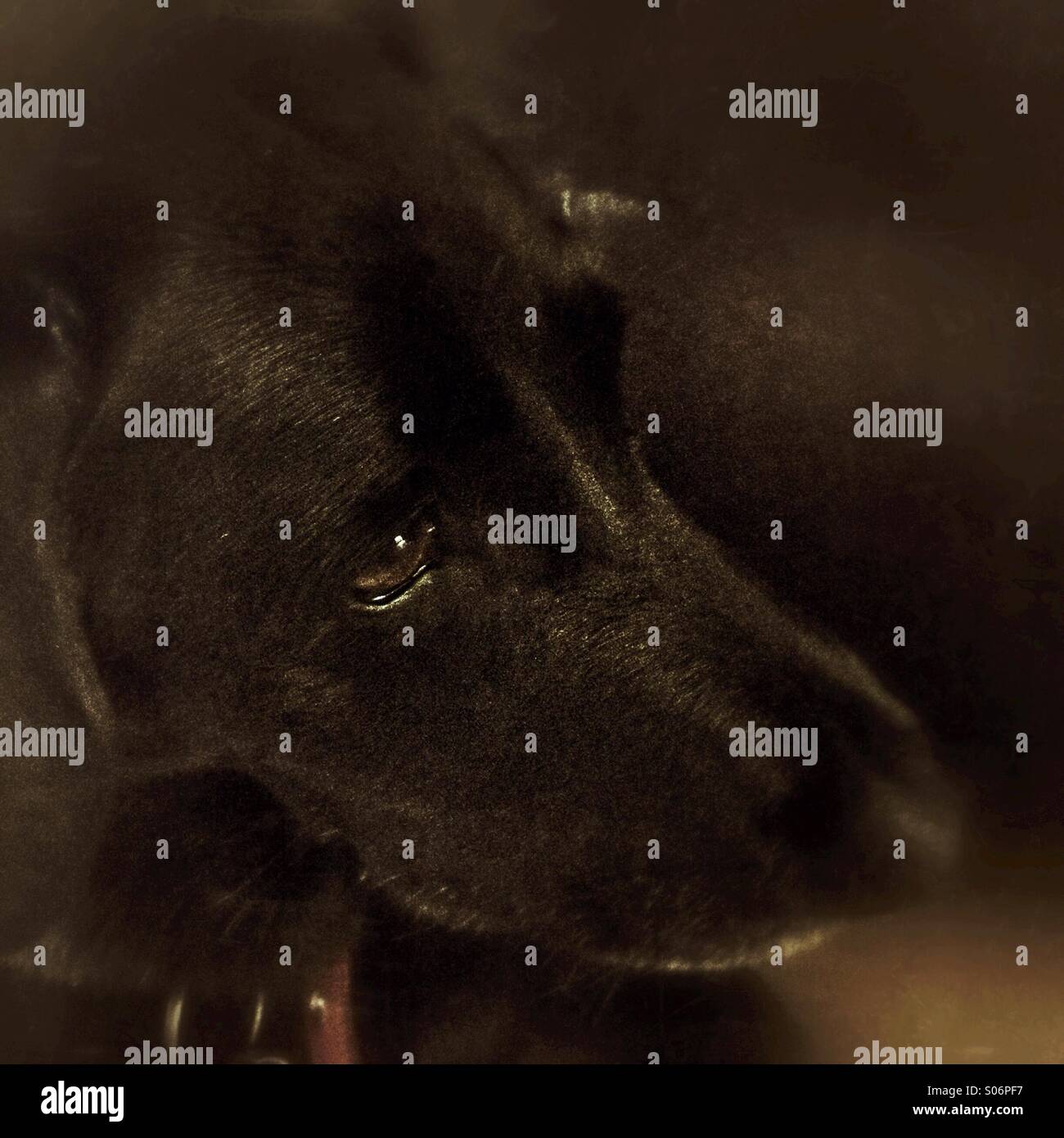 Chien - Image de stock capturée avec un smartphone