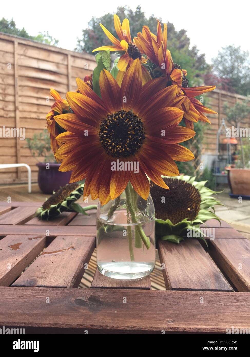 Tournesols dans une petite bouteille dans un jardin urbain. - Image de stock capturée avec un smartphone