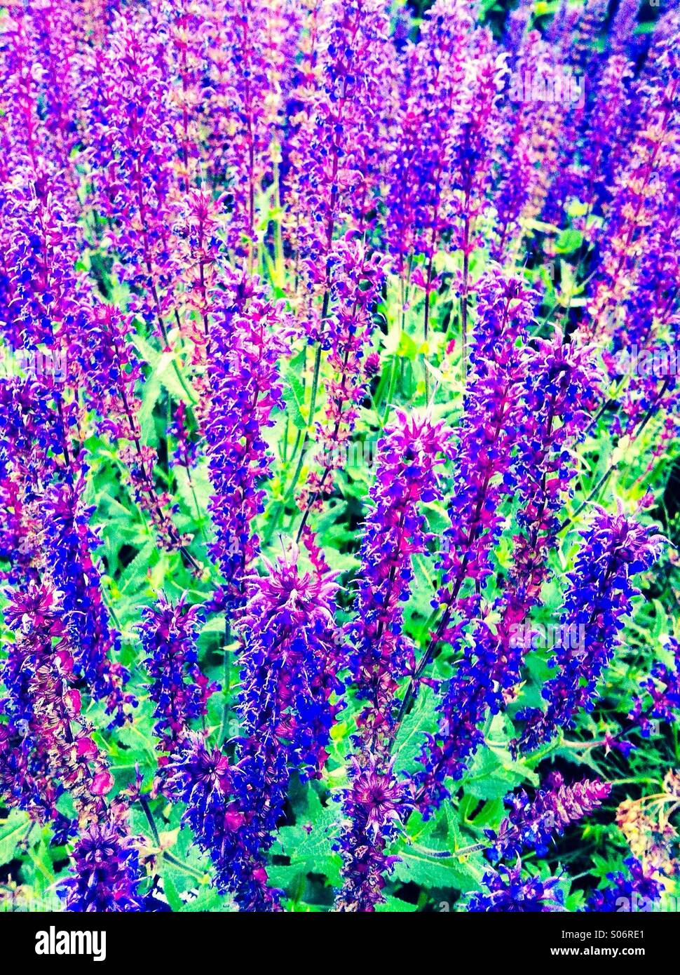 Fleurs bleu violet - Image de stock capturée avec un smartphone