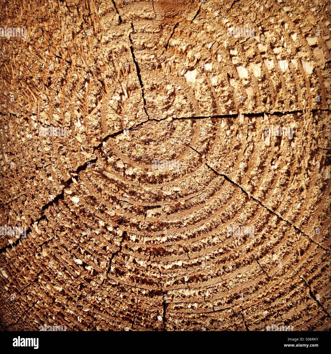 Fond plein cadre de texture de grain de bois d'extrémité de rondin. Photo de téléphone portable avec un post-traitement de téléphone ou de tablette. Banque D'Images