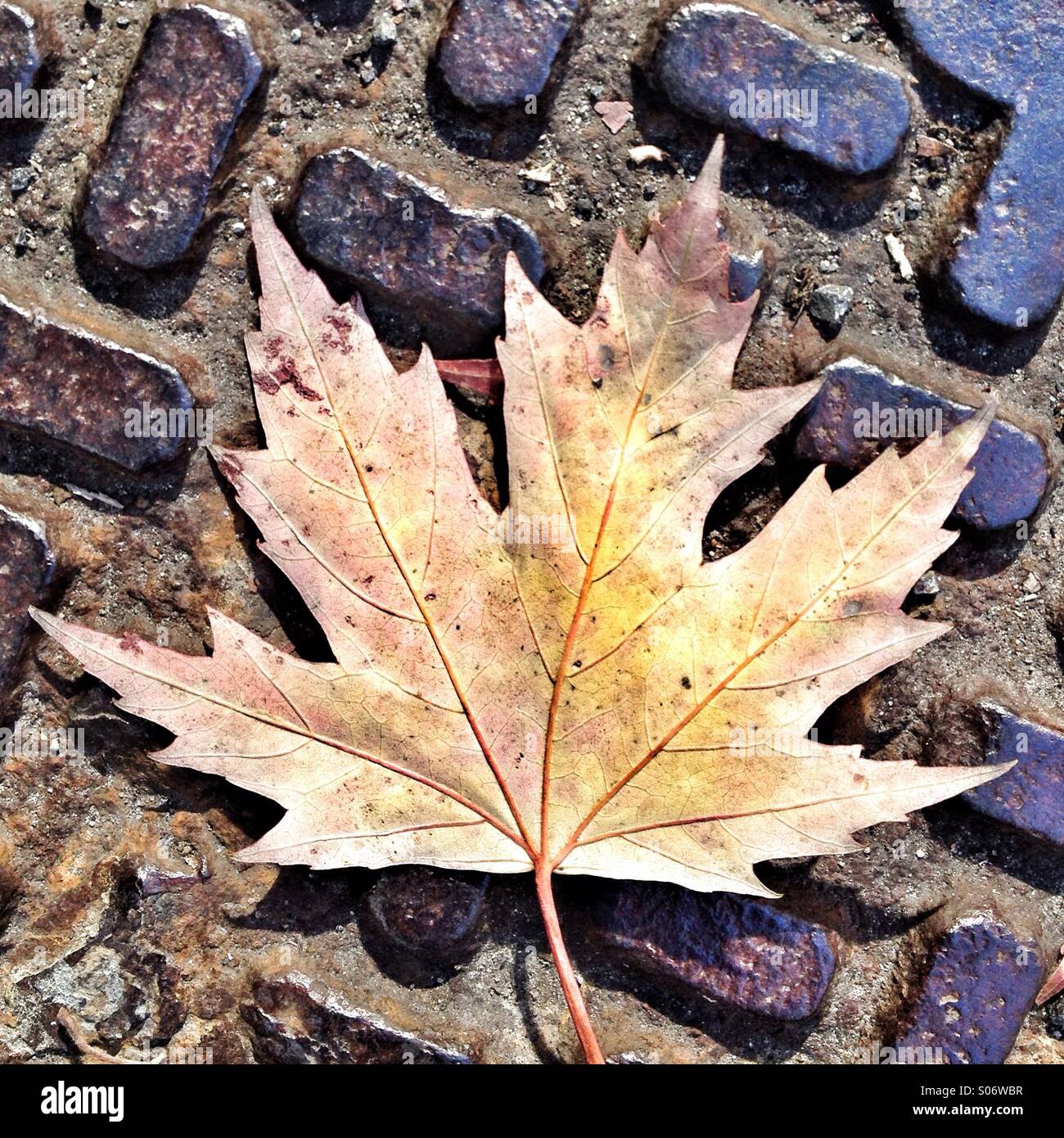 Congé de l’automne - Image de stock capturée avec un smartphone