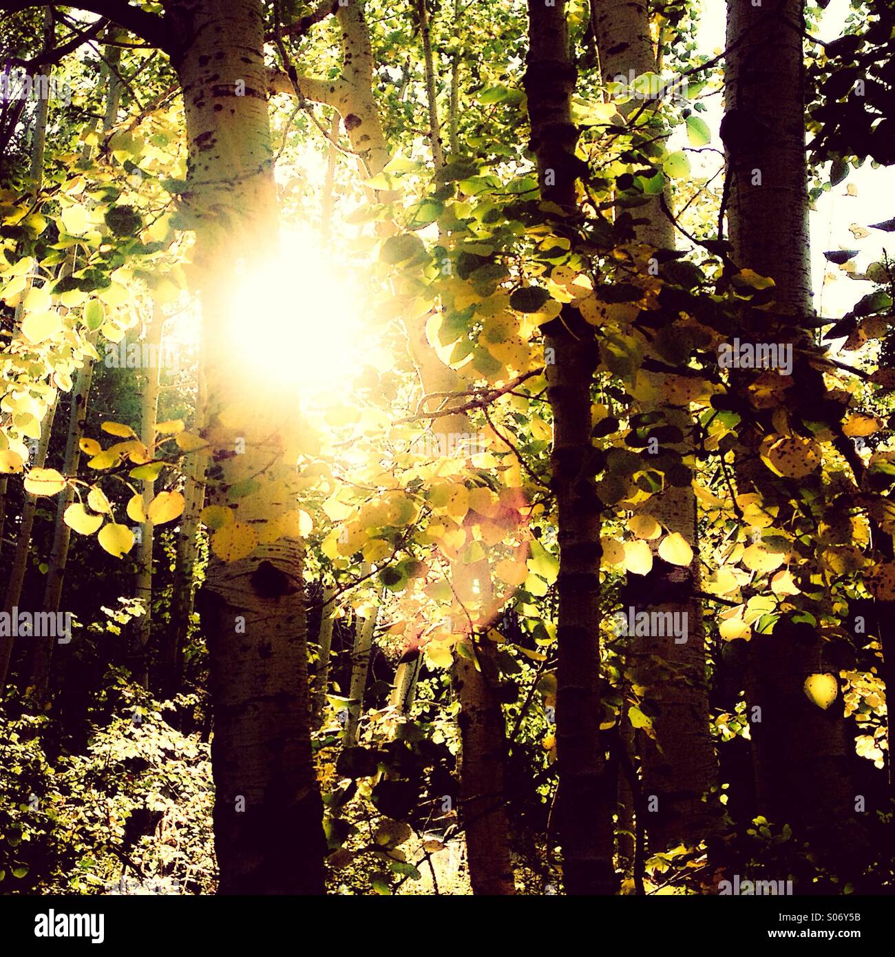 Automne feuilles de tremble dans une forêt. Banque D'Images