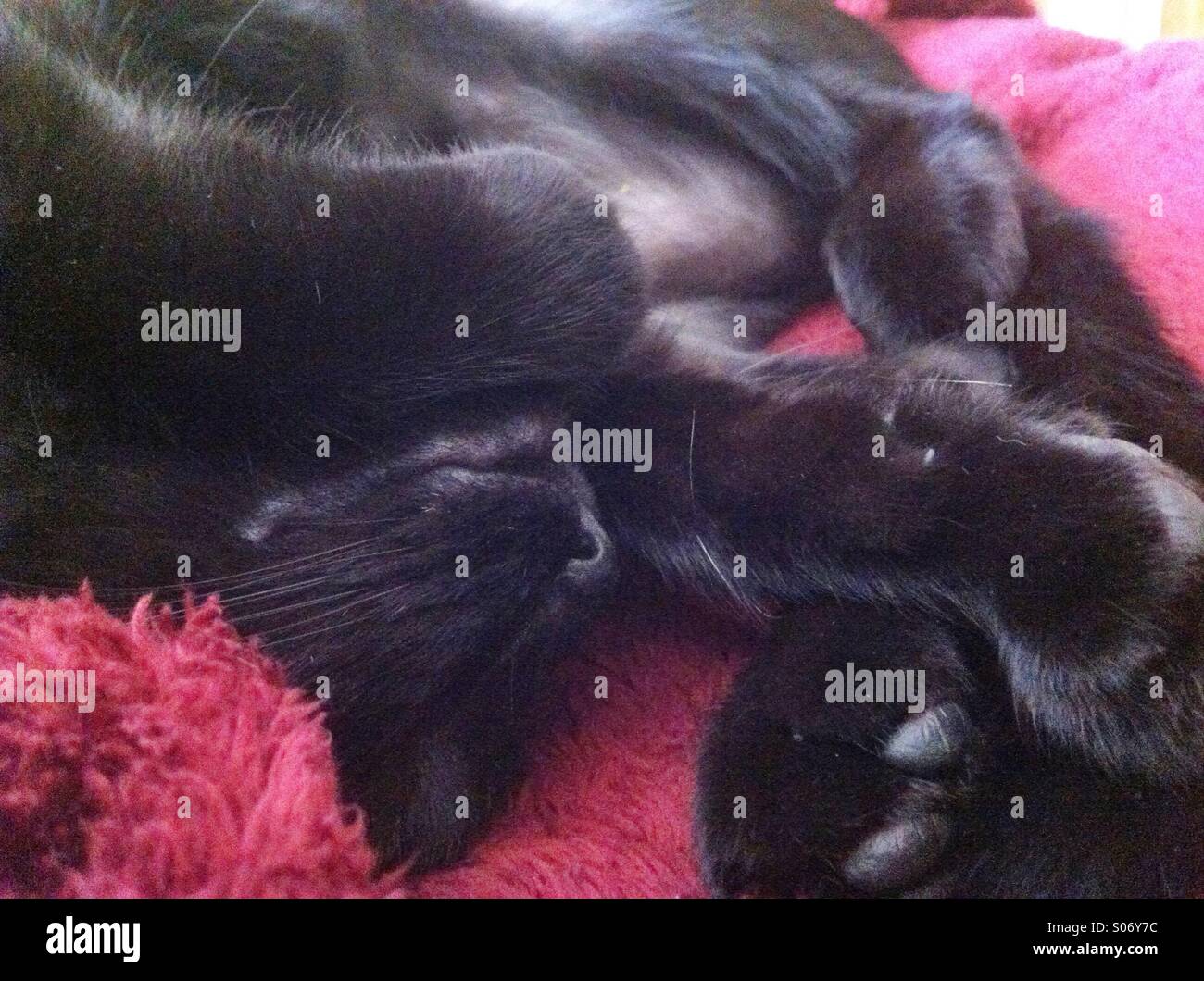 Parfaitement la sieste du chat noir Banque D'Images