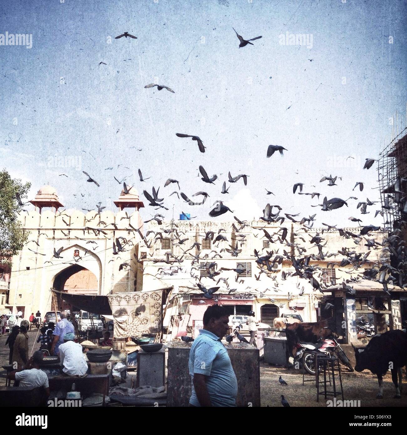 Les pigeons voler dans le ciel de Jaipur, Rajasthan, Inde Banque D'Images