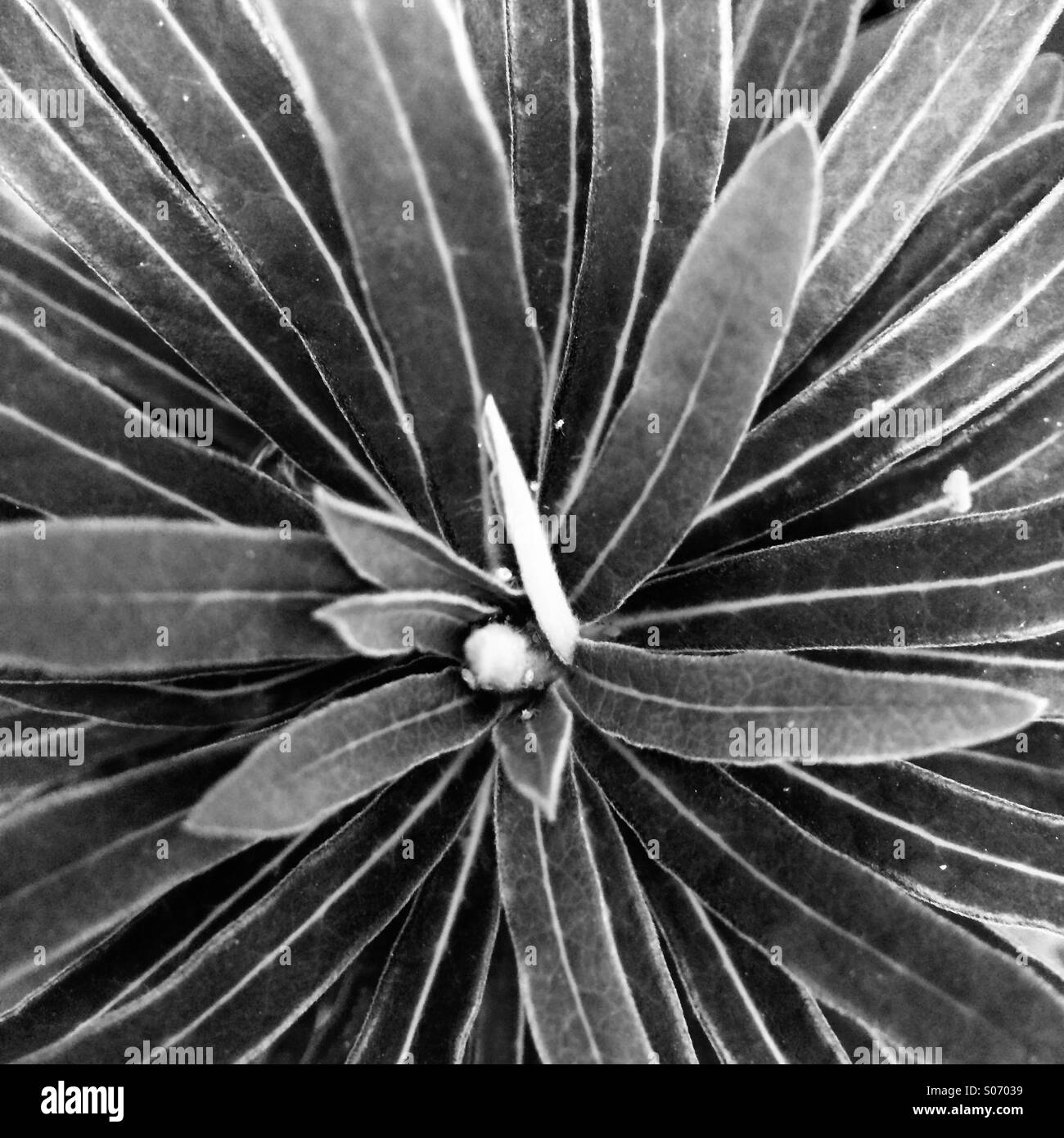 Graphique noir et blanc avec des feuilles de plantes centre rayonnant à partir de l'usine de Banque D'Images